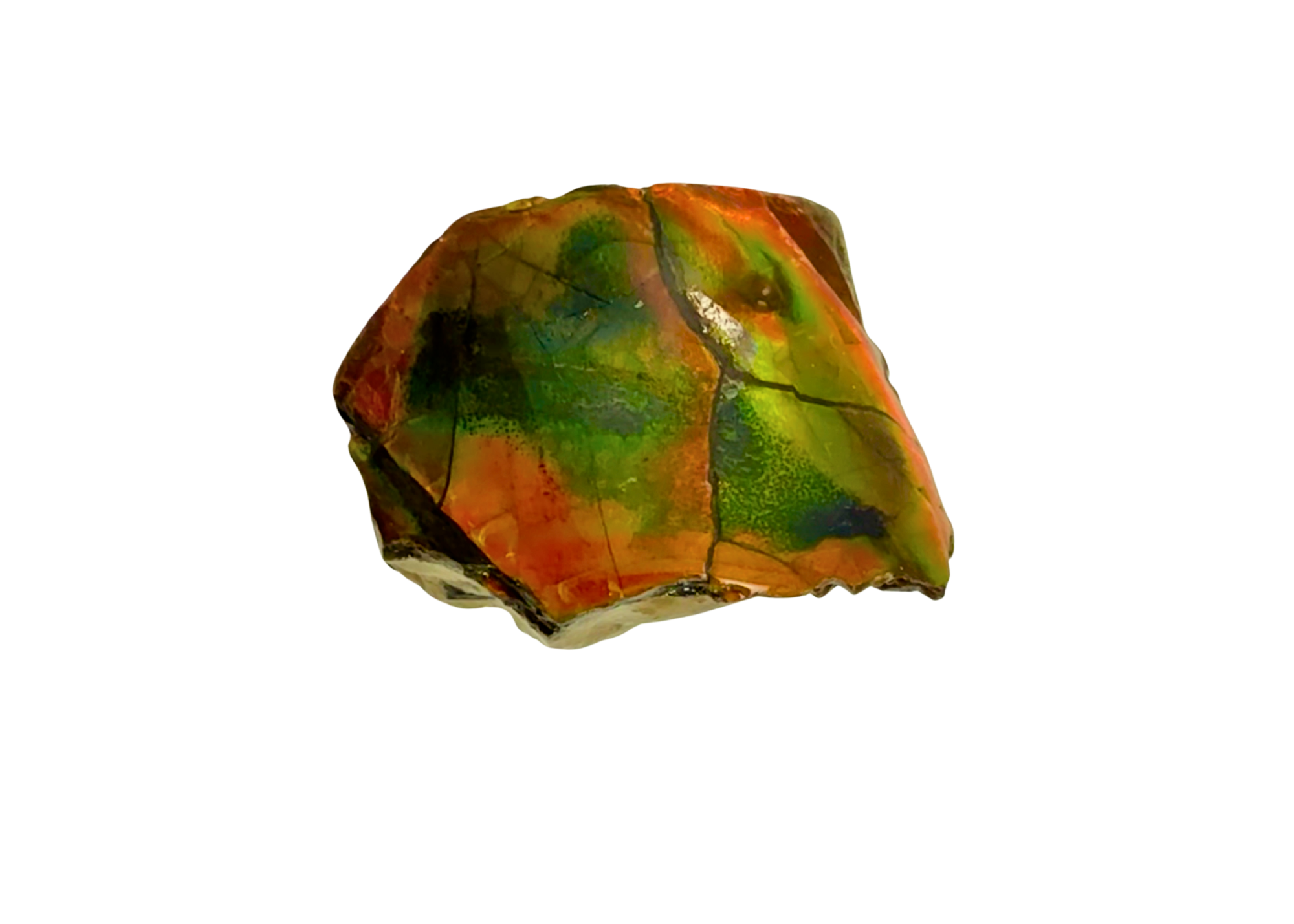 AA Grade Ammolite Art Piece with Intercalare Horn