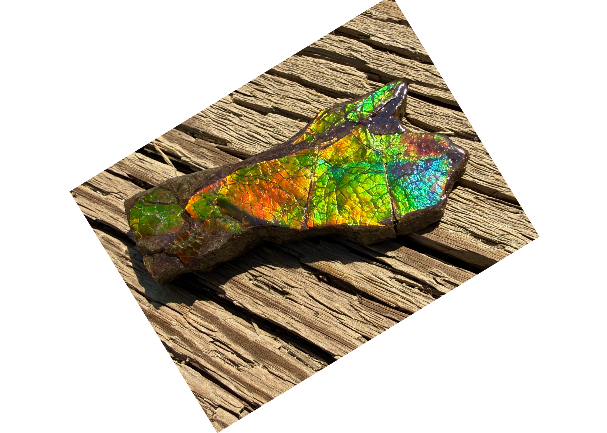 AA Grade Ammolite Art Piece