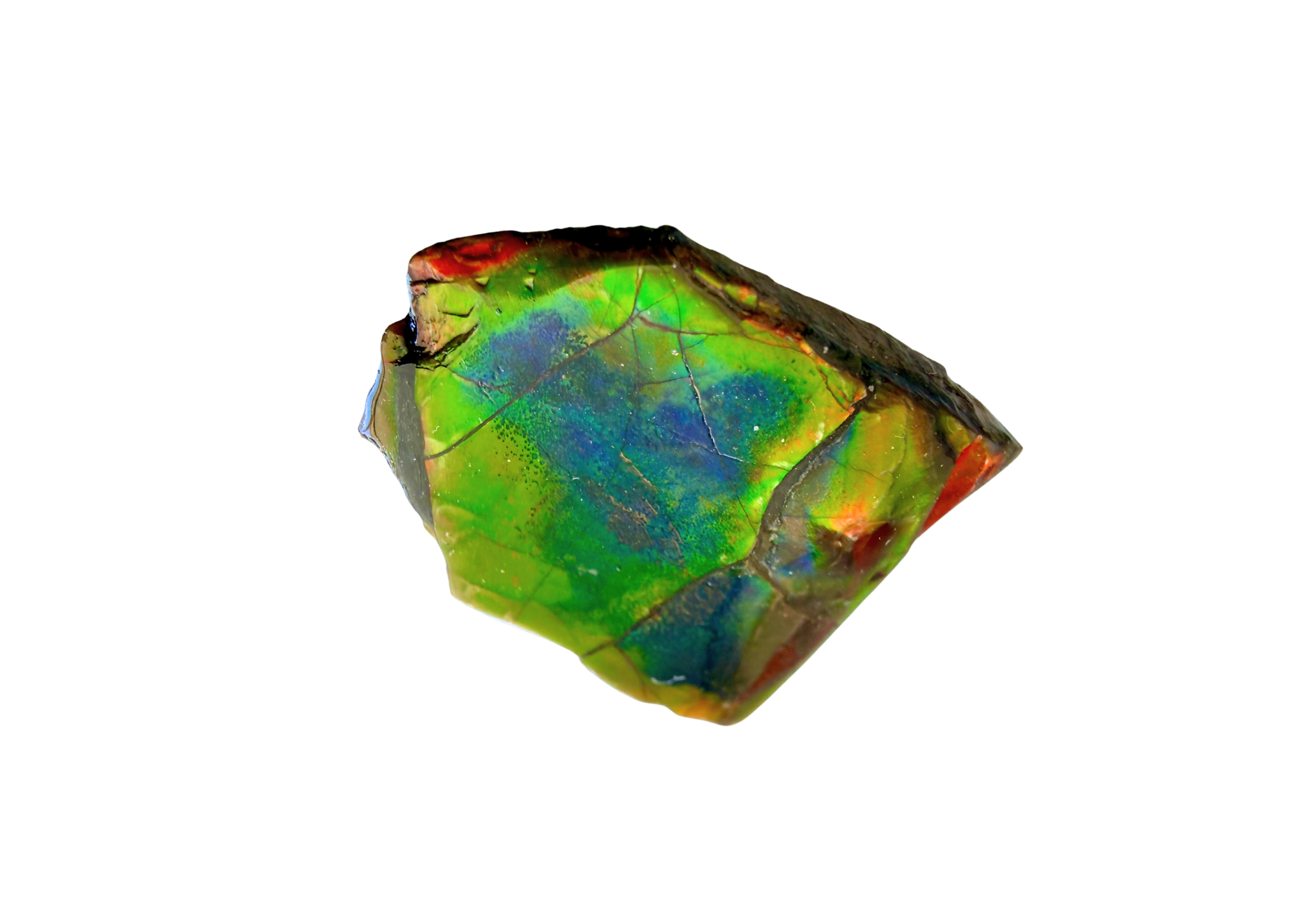 AA Grade Ammolite Art Piece with Intercalare Horn