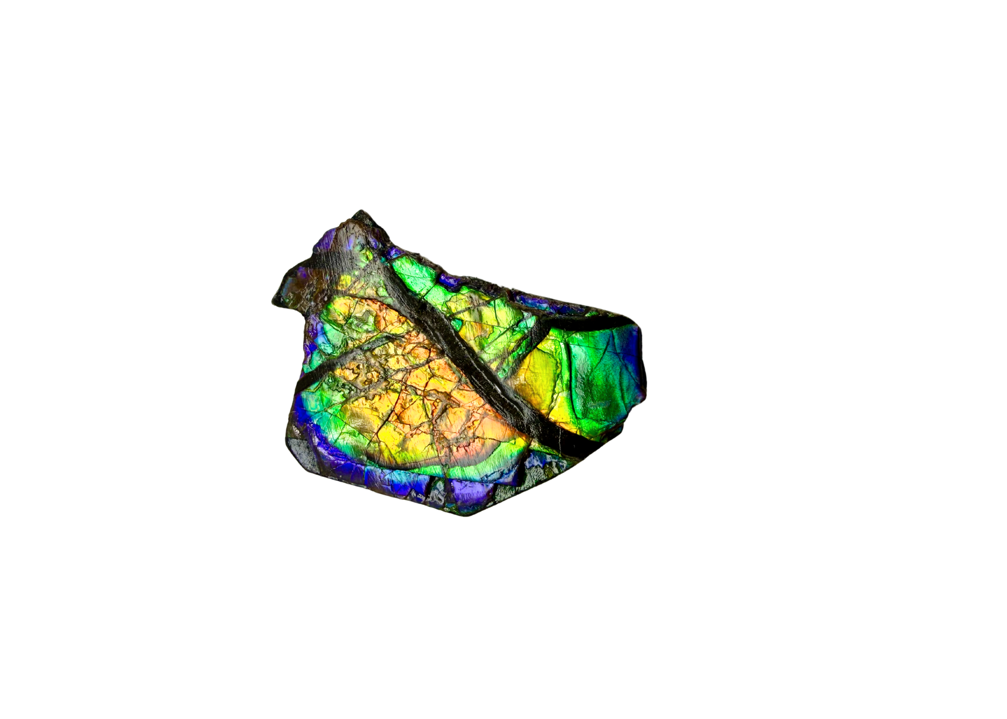 AA Grade Ammolite Art Piece