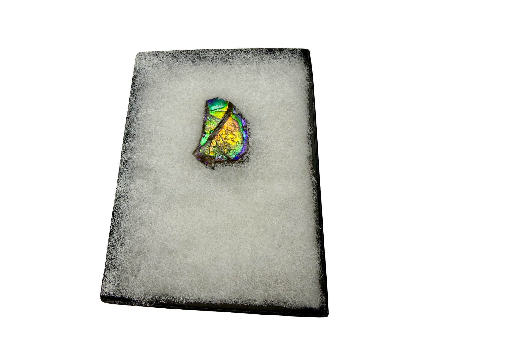 AA Grade Ammolite Art Piece