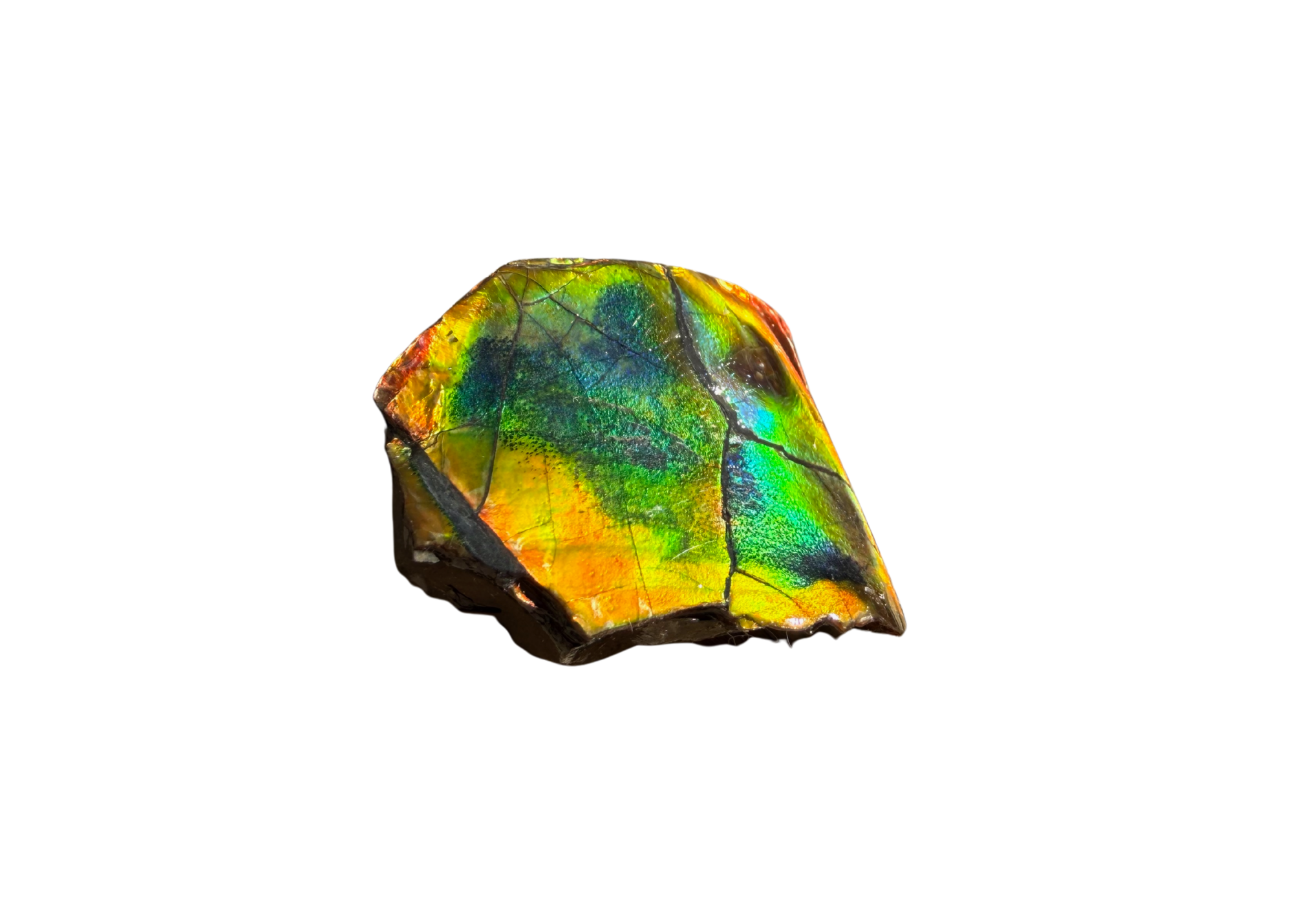 AA Grade Ammolite Art Piece with Intercalare Horn