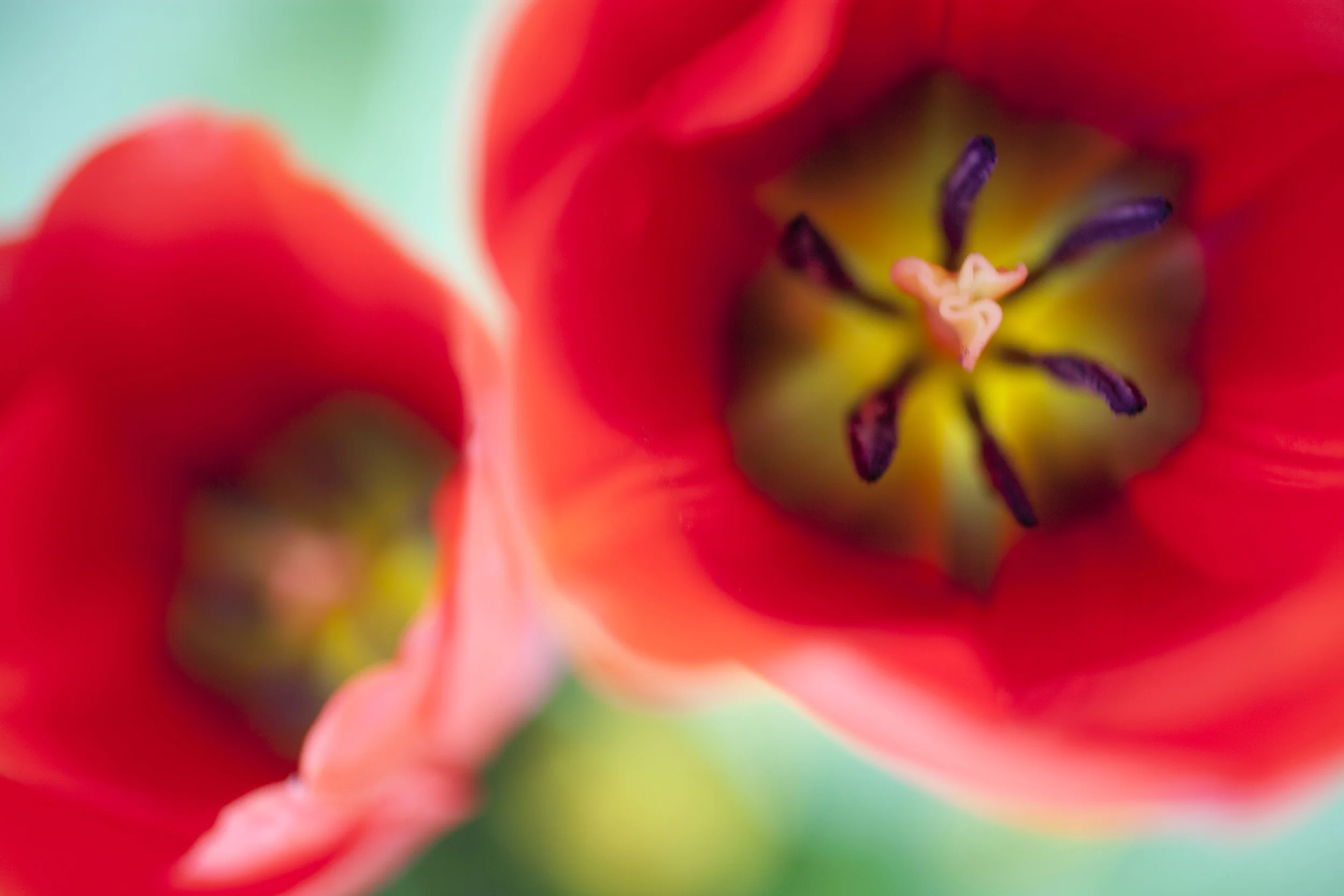 flowers3b.jpg
