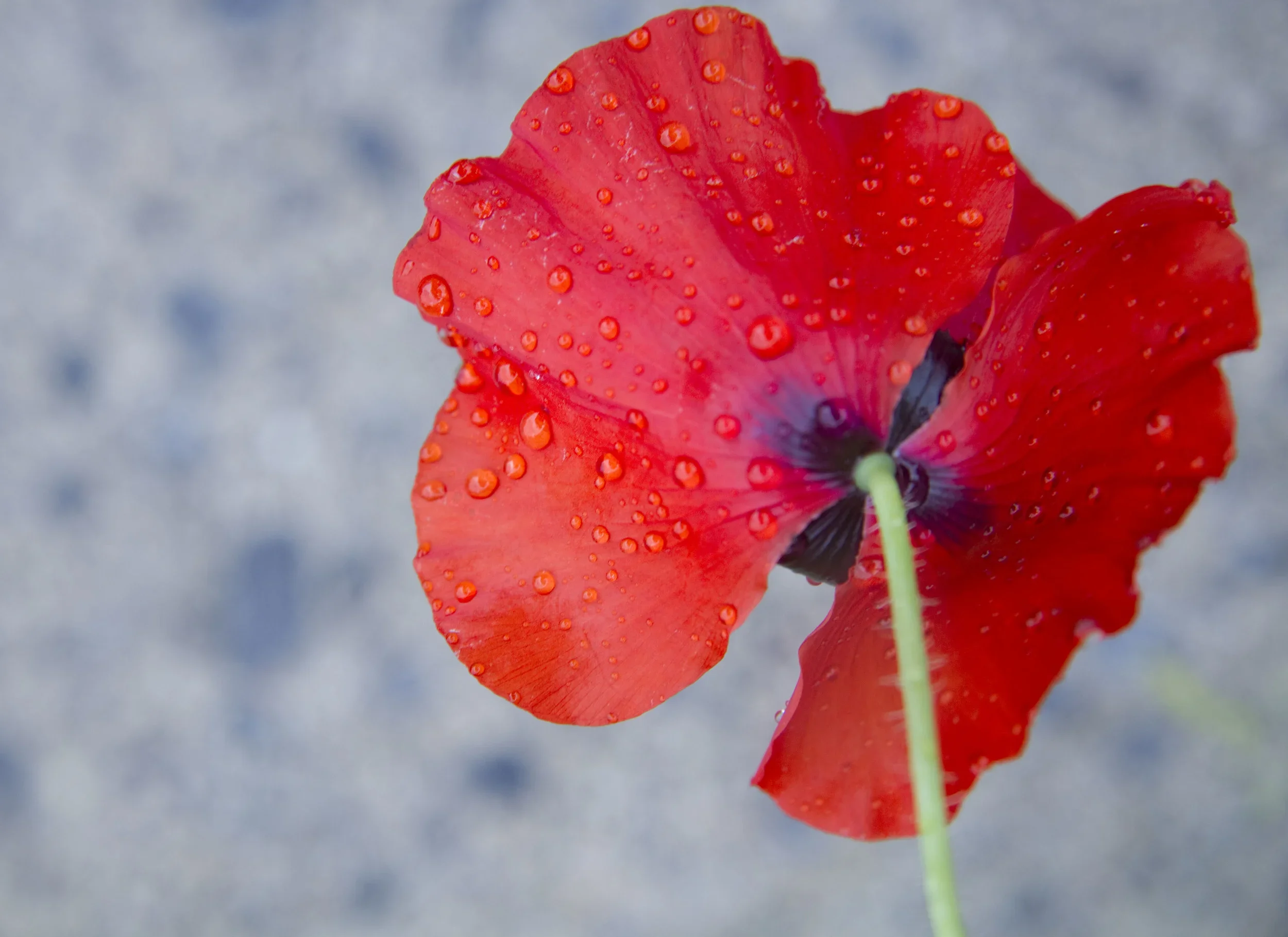 poppy1b-1.webp