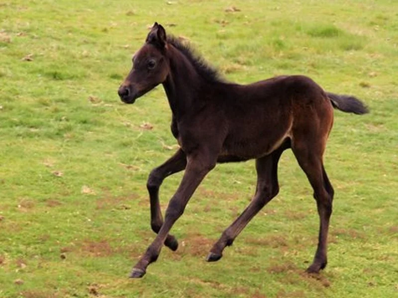 galloping horse.jpg