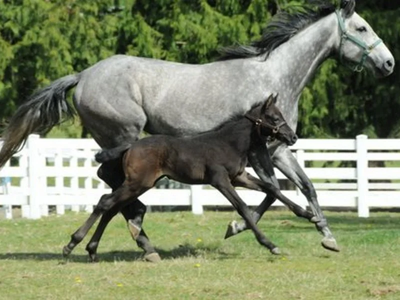 running horses.jpg