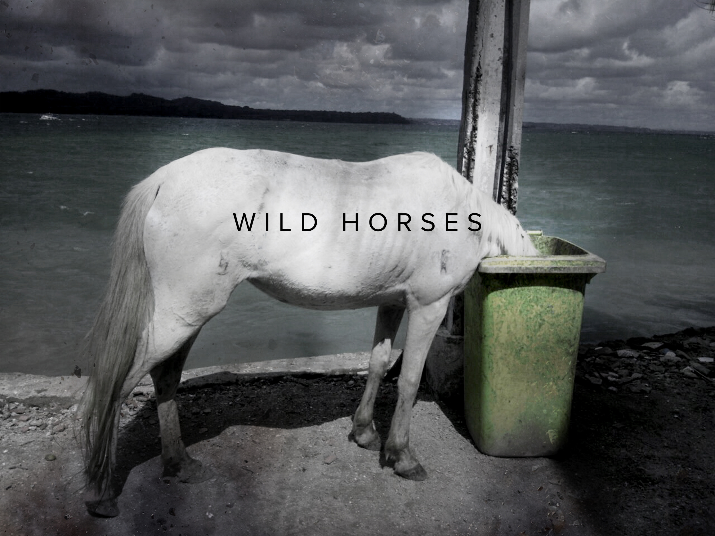 Title: Wild Horses