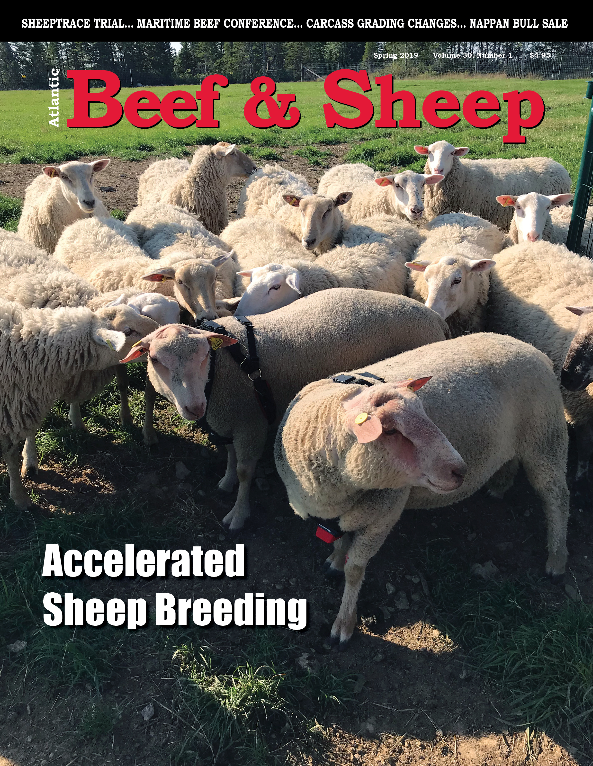 Atlantic Beef&Sheep Spring 2019.jpg
