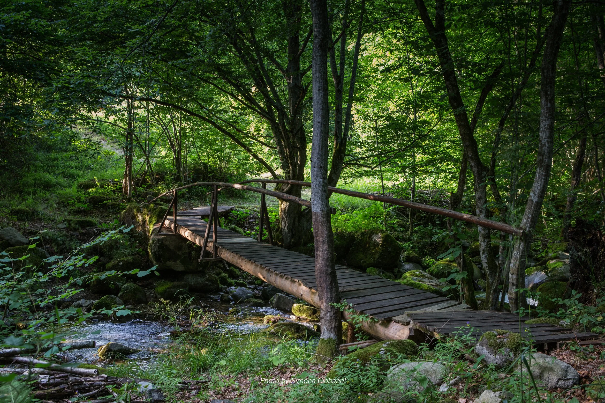 Simona Ciobanel 2.JPG