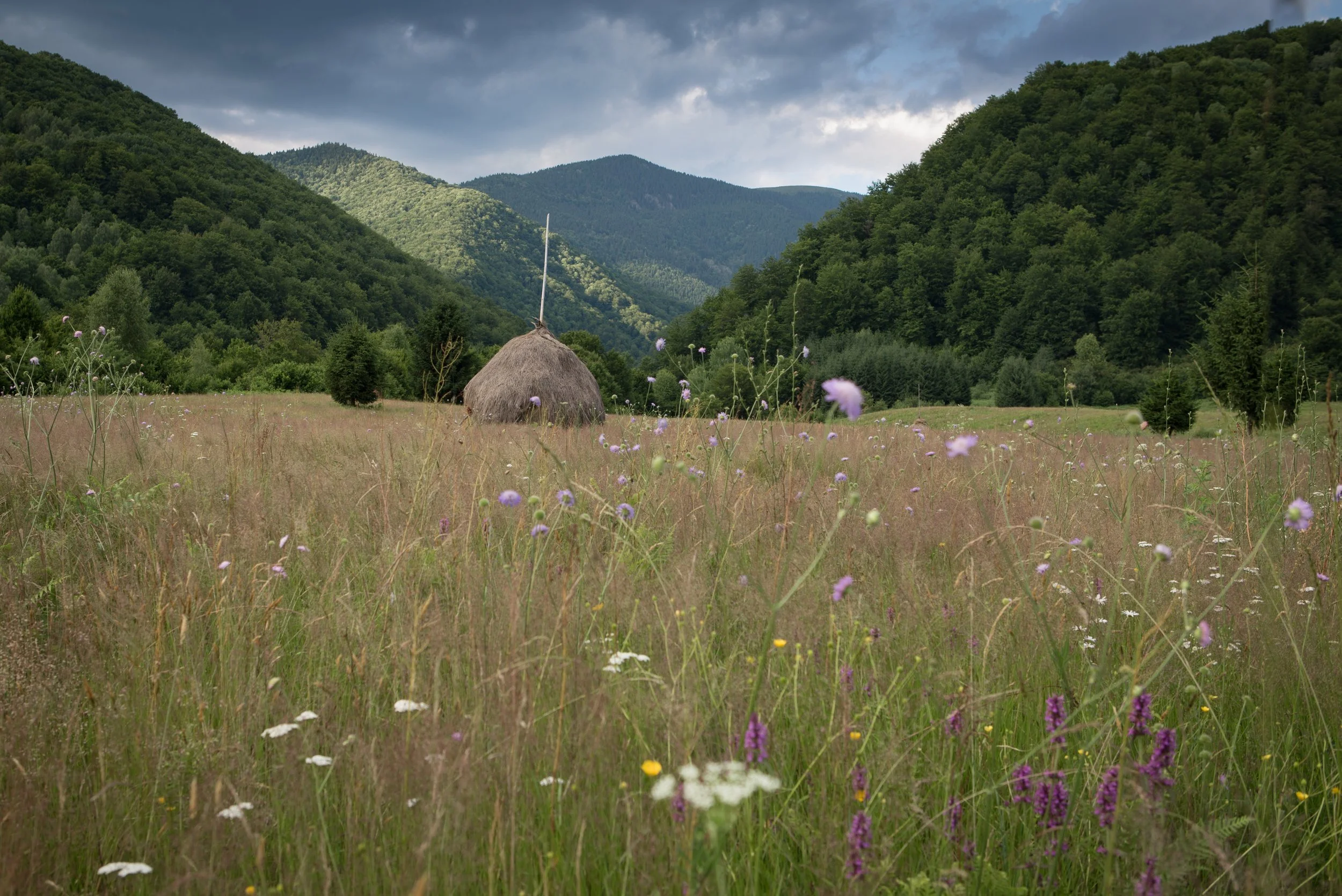 Simona Ciobanel 1.JPG