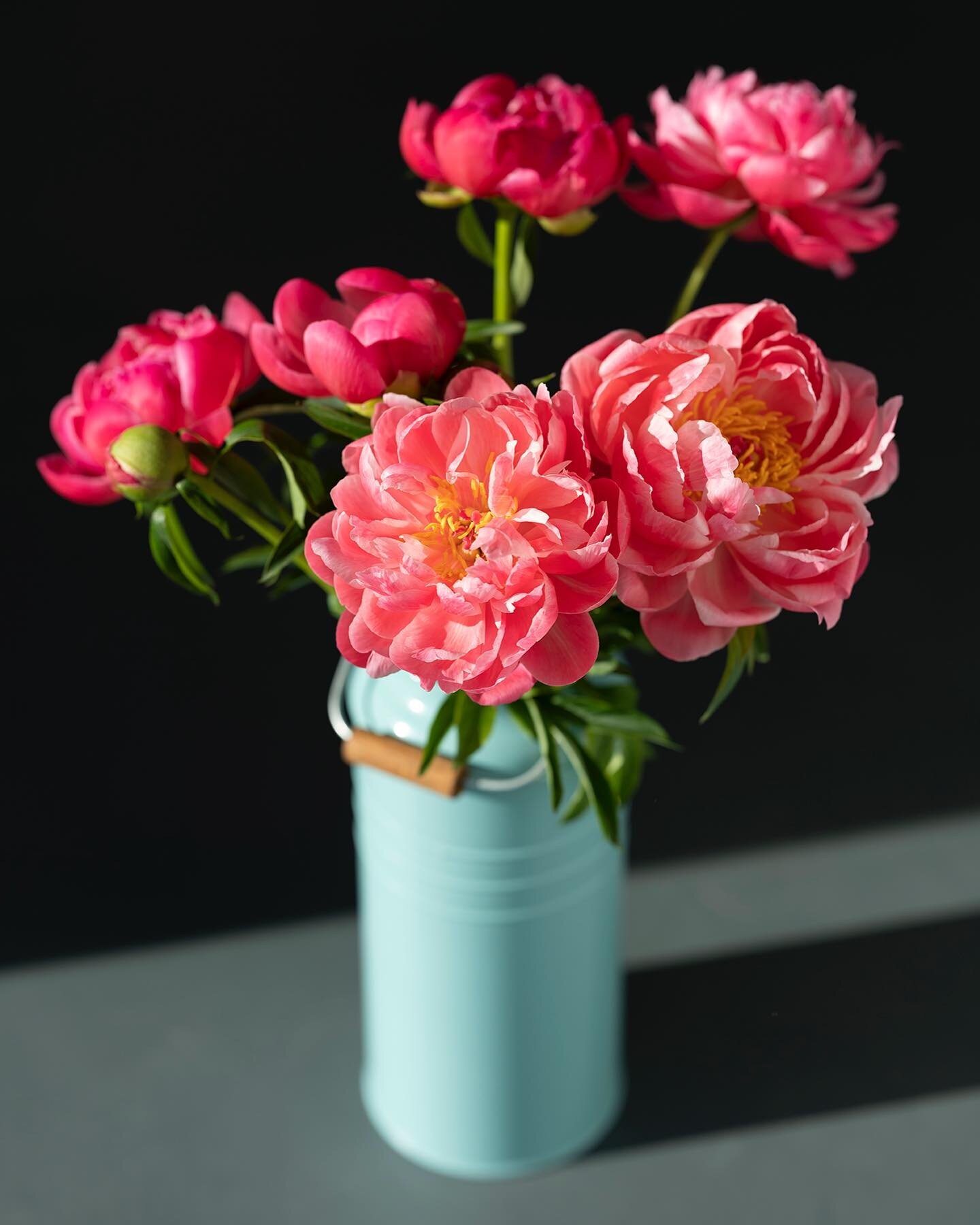 PINK SPRING 

#stilllife #pfingstrose #peony

&bull;
&bull;
&bull;

#stilllifephotography#photography#photo#pink#spring