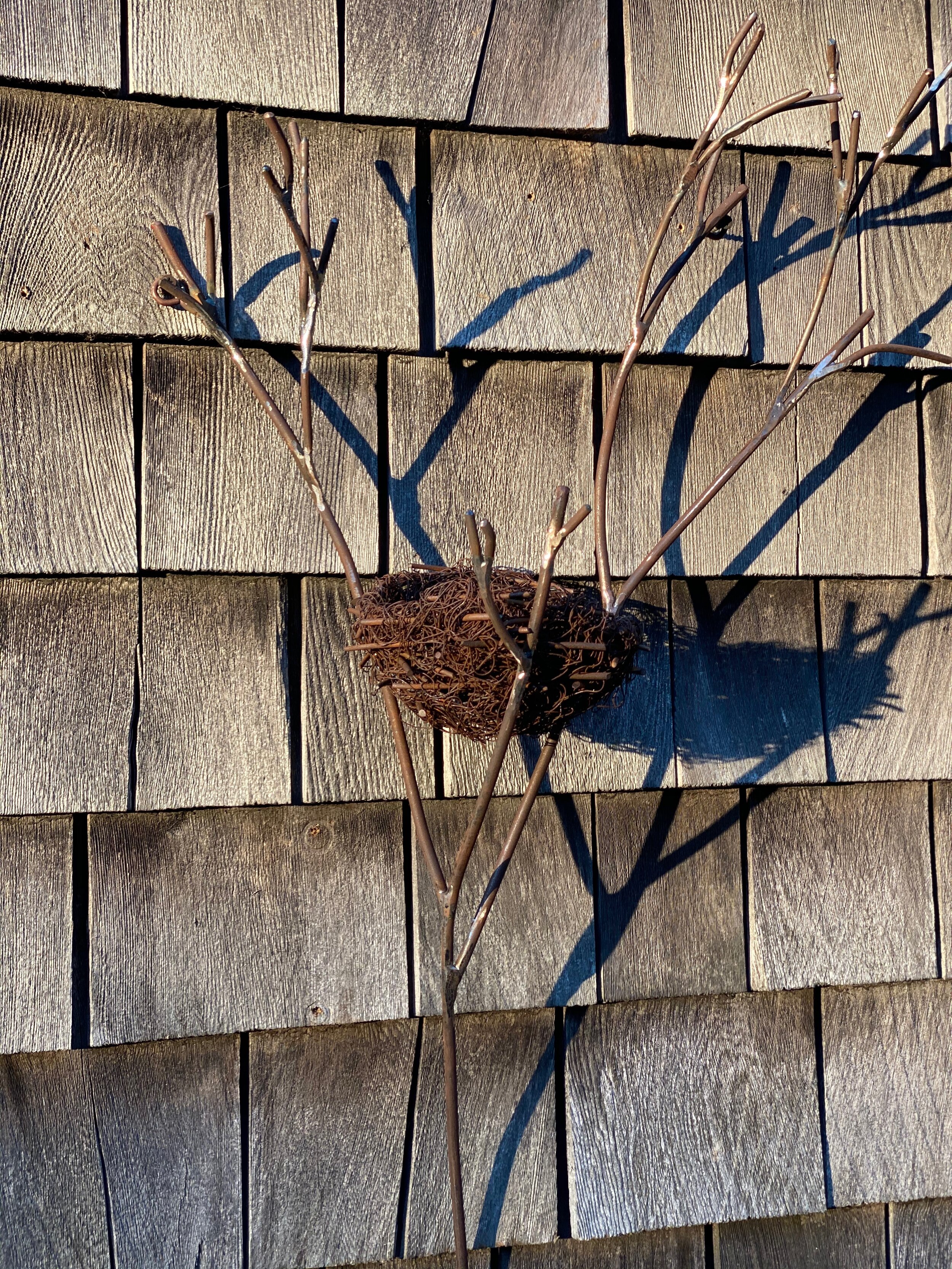 nest in larger branch.jpeg