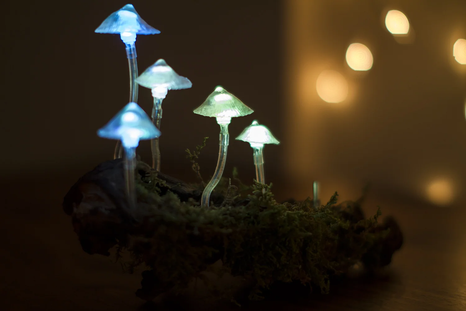 Fungi Luminaris