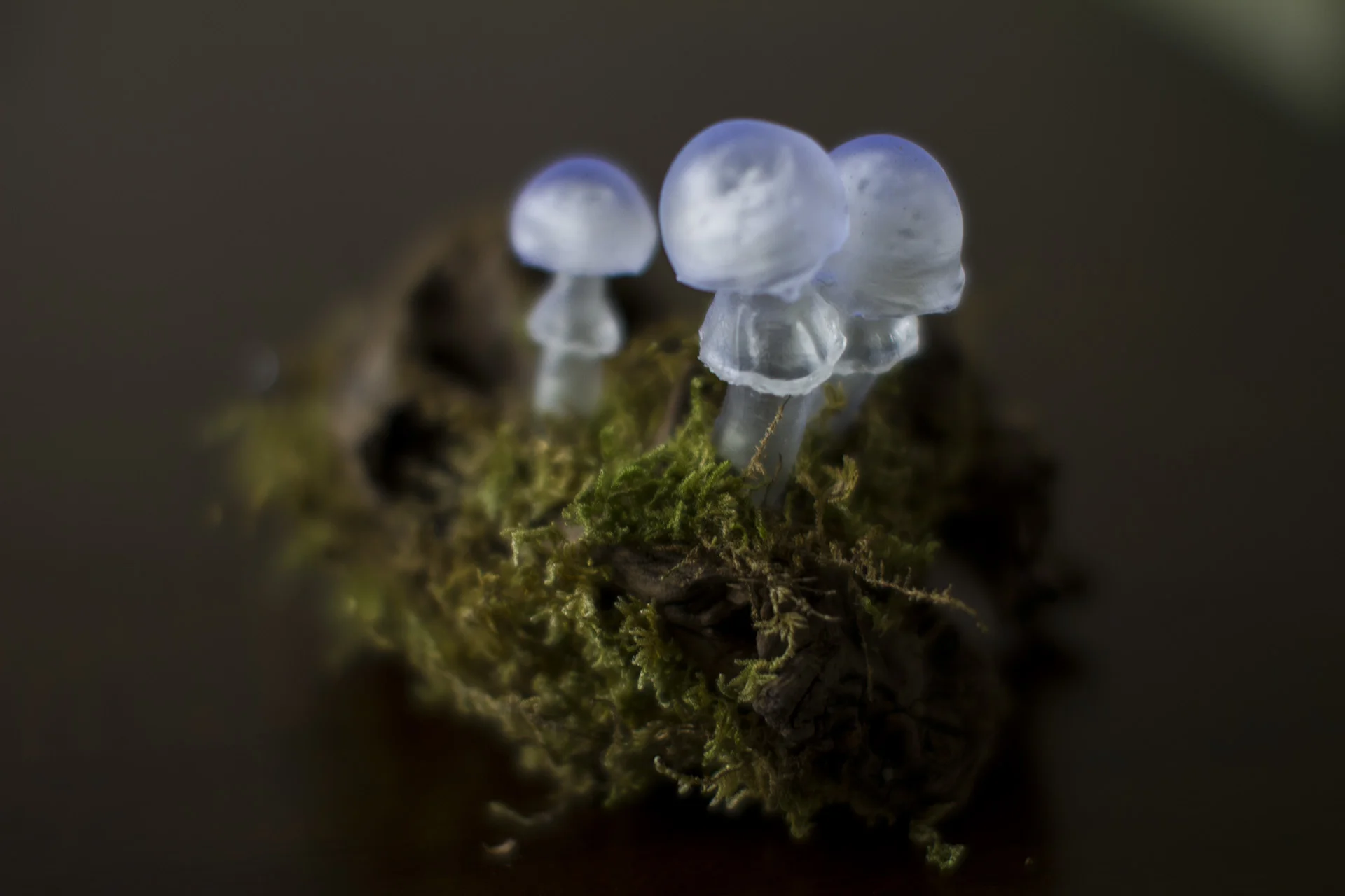Fungi Luminaris 2.0