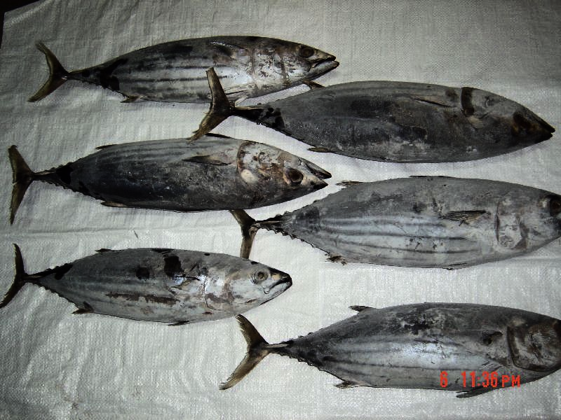 Frozen Skipjack Tuna (Cakalang)