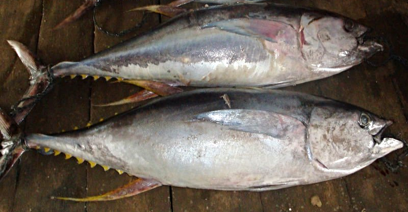 Frozen Yellowfin Tuna & Baby Tuna
