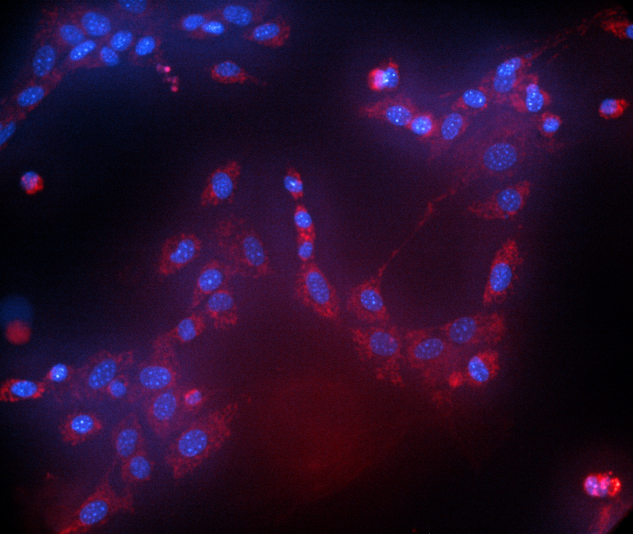 False colour image from the mito-toxicity lab.
