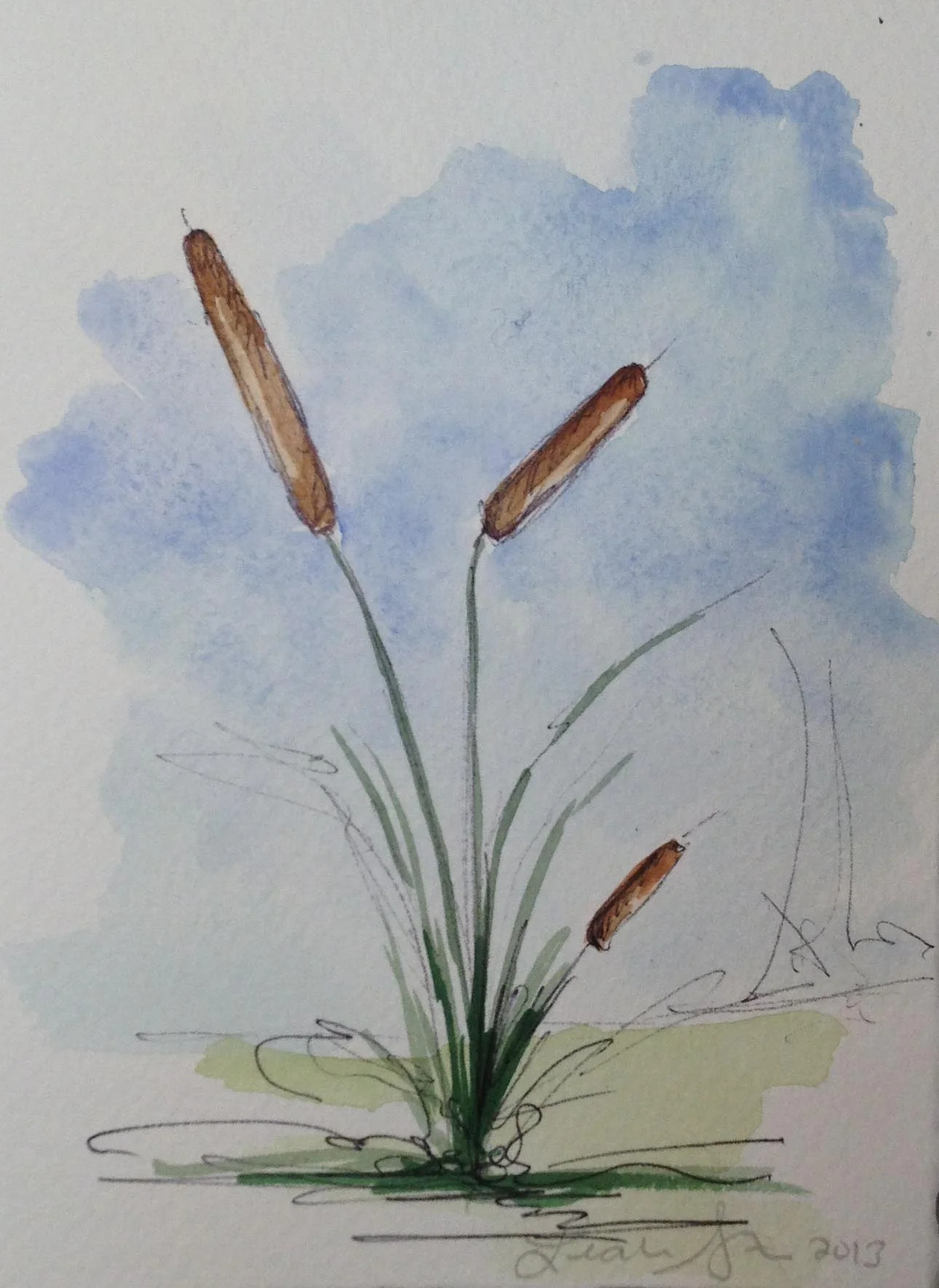 Cattail 