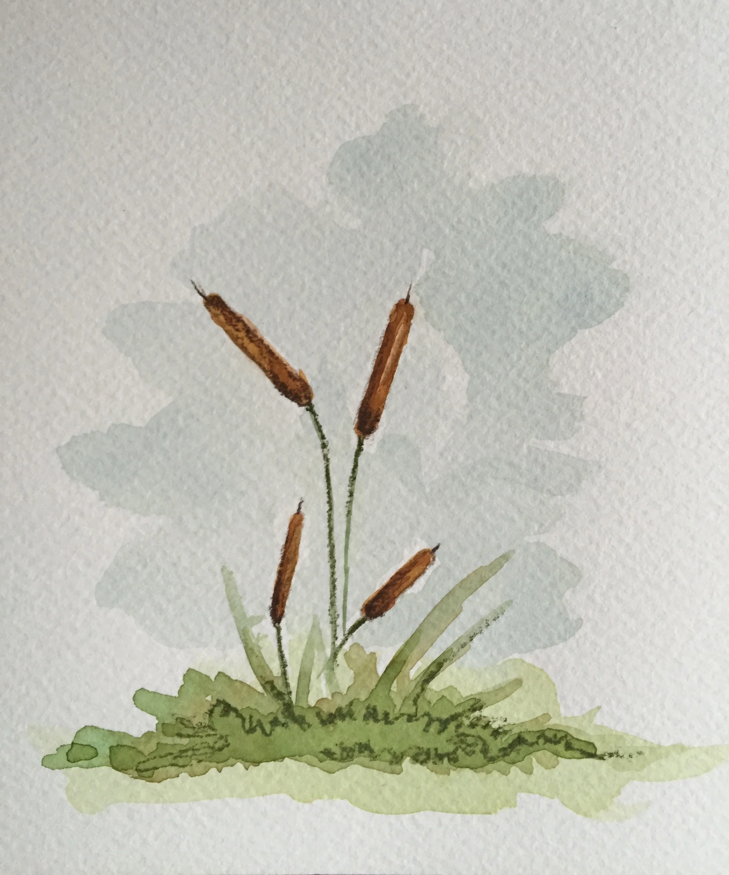 Cat Tail