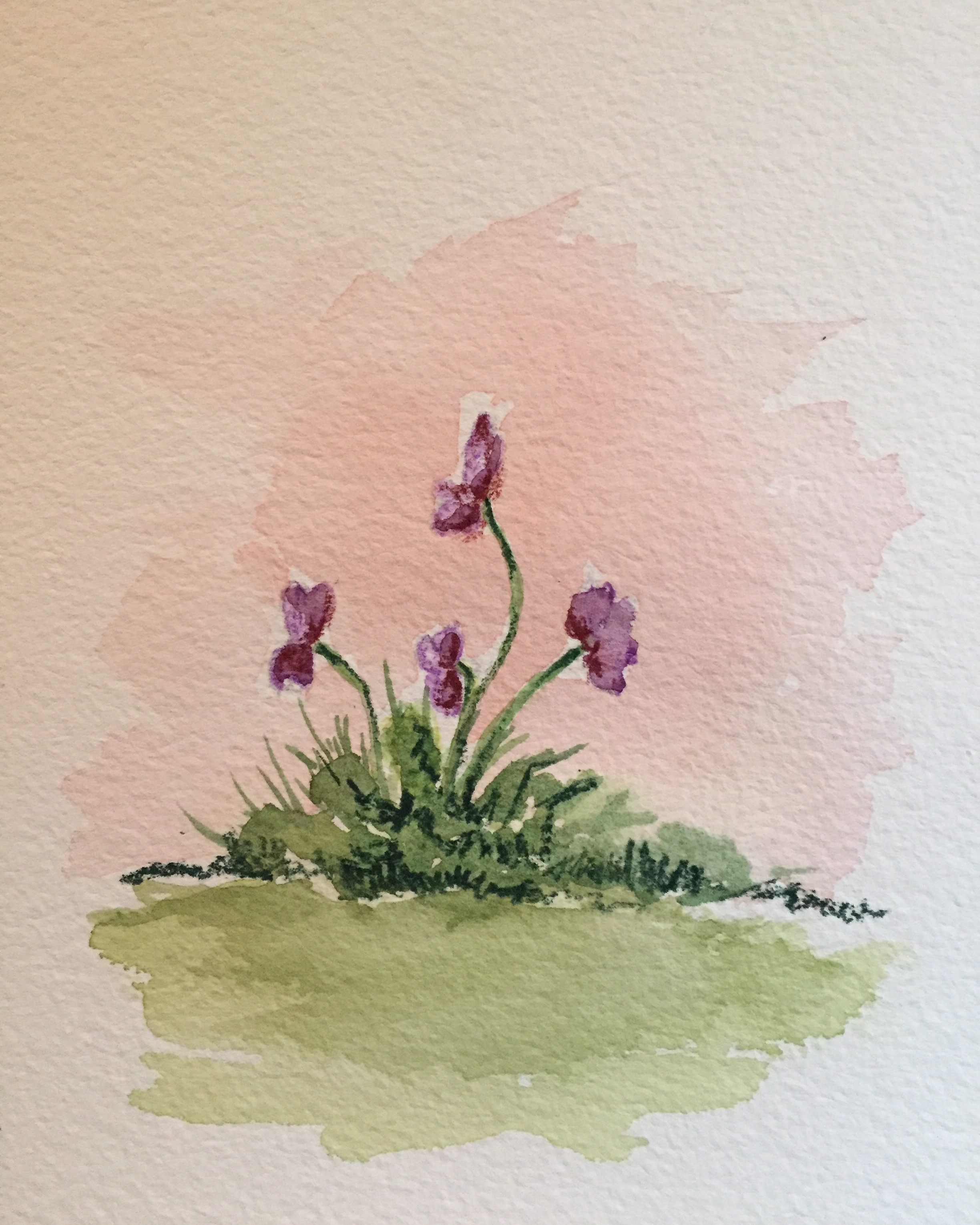Violets
