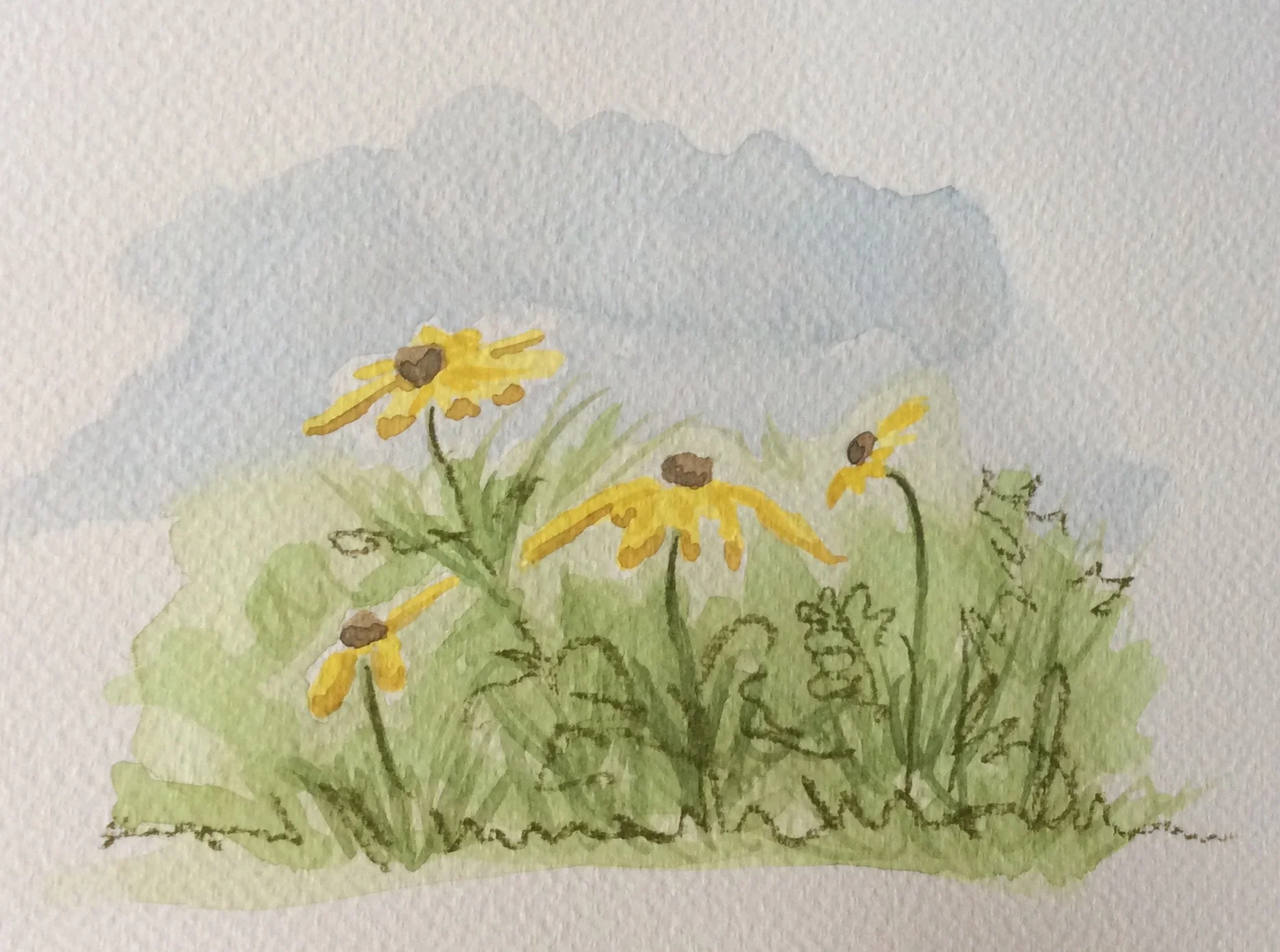 Brown Eyed Susan