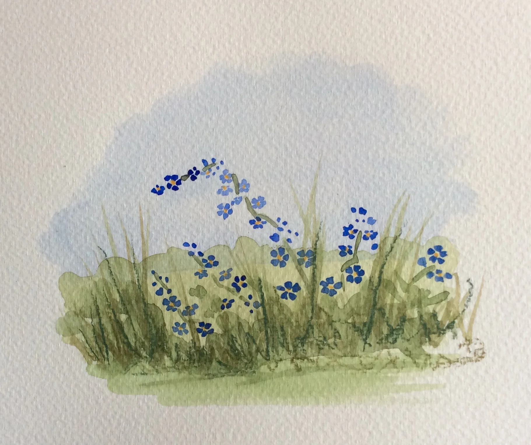 Forget Me Nots