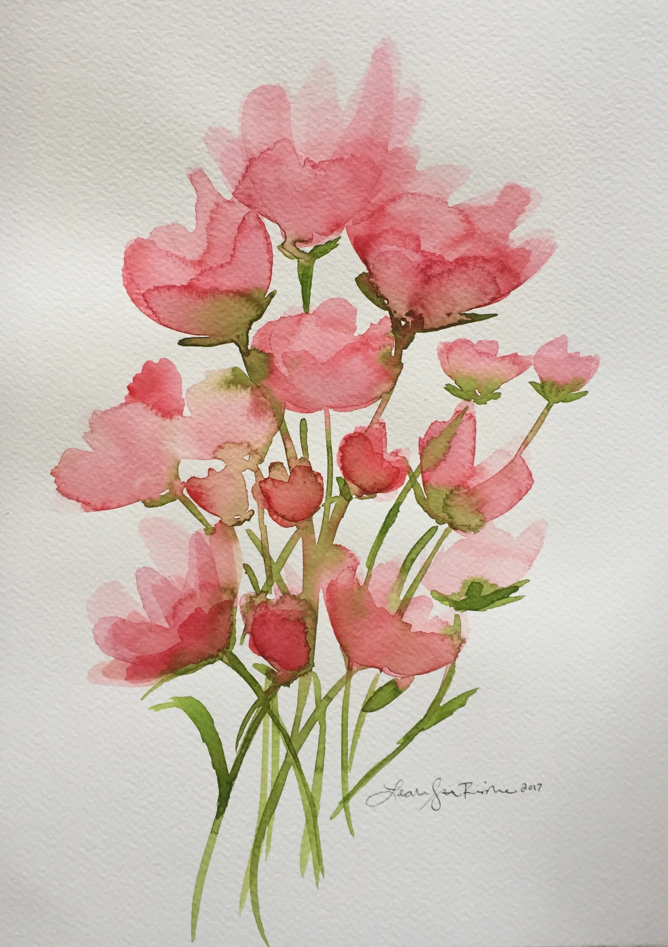 Poppies