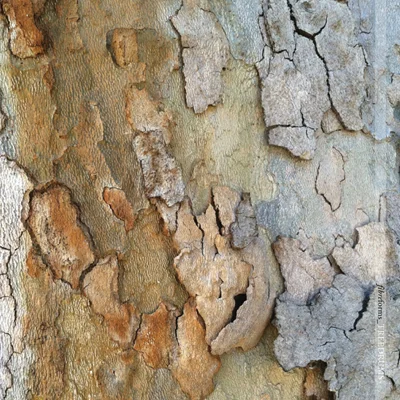 Treedrums_relux_cover_80.jpg