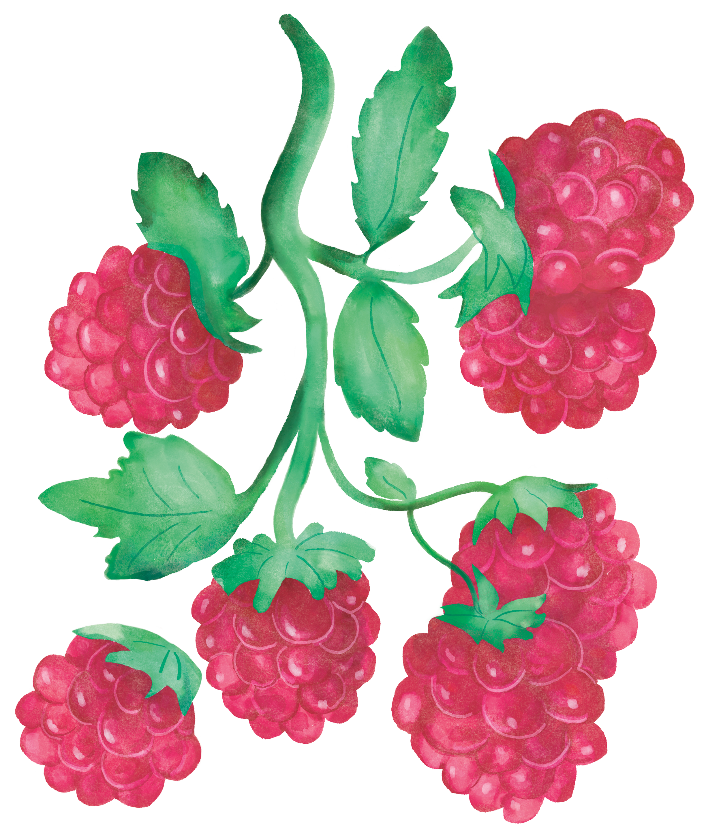 Raspberries_Final.png