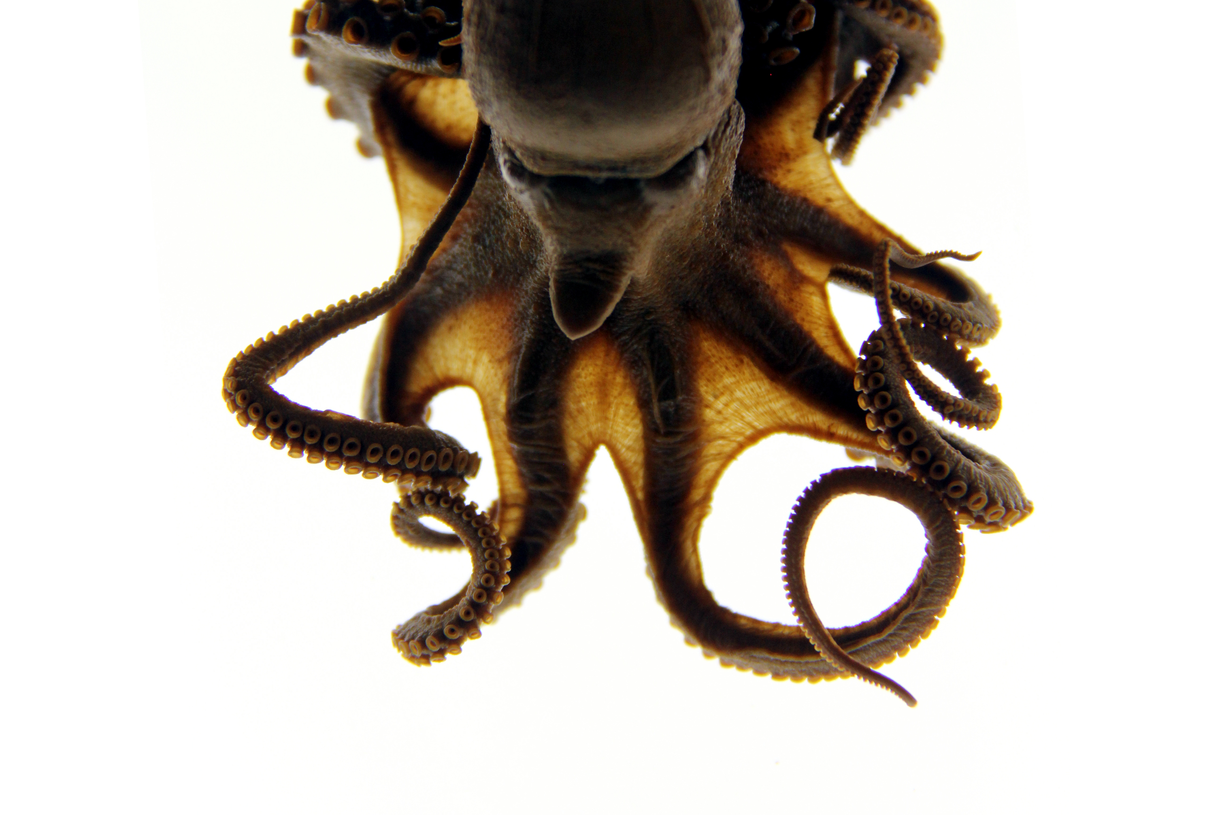 Unidentified Octopus, found 10 days before H-bomb.