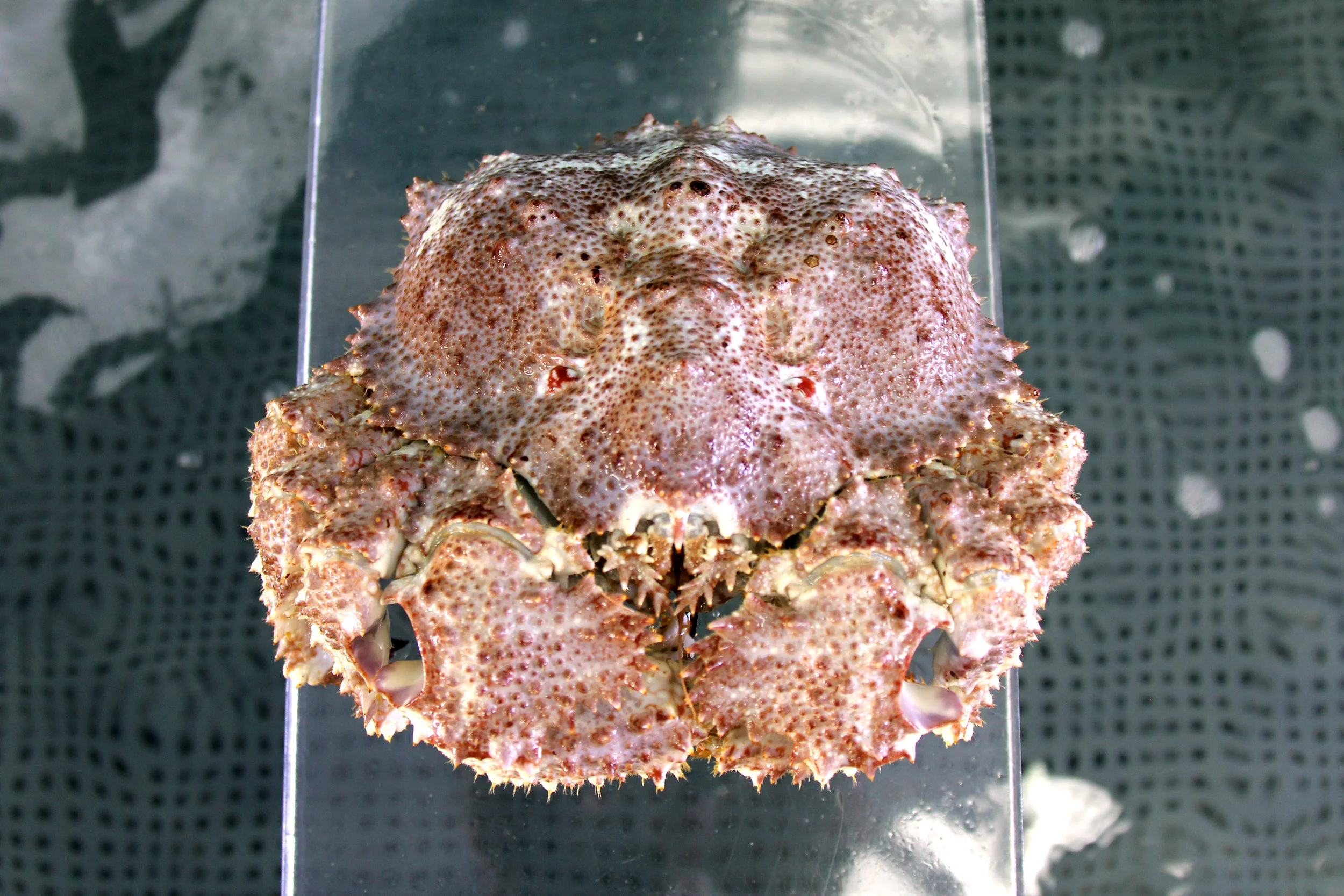 Brown Box Crab, Long Beach