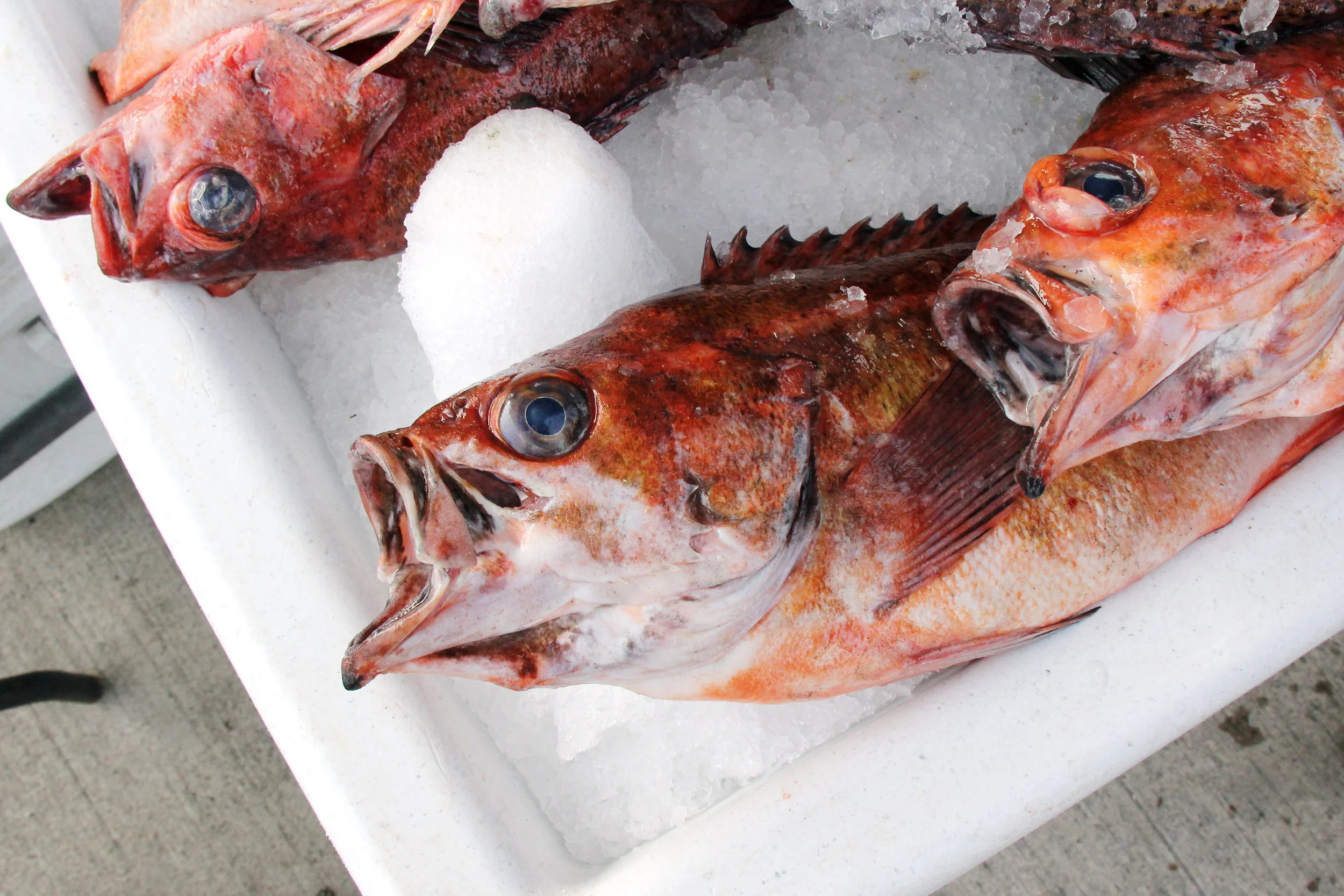 Rockfish, San Diego