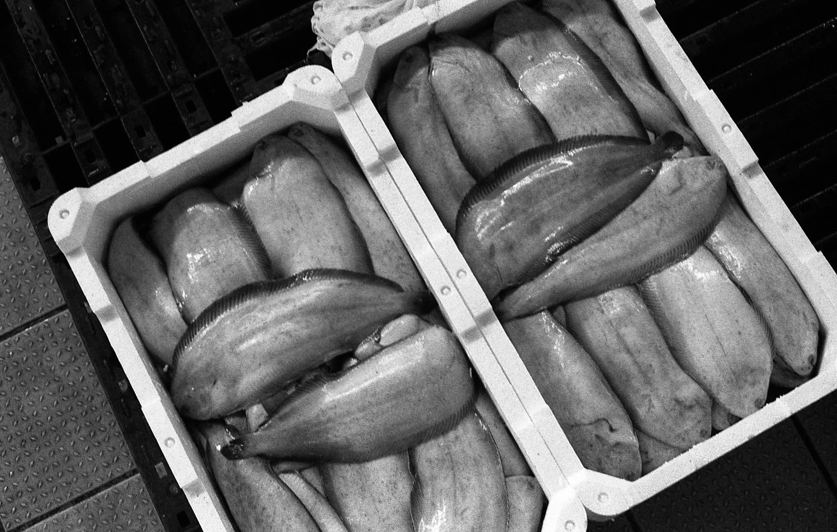 Sogliolette. Chioggia, Italy