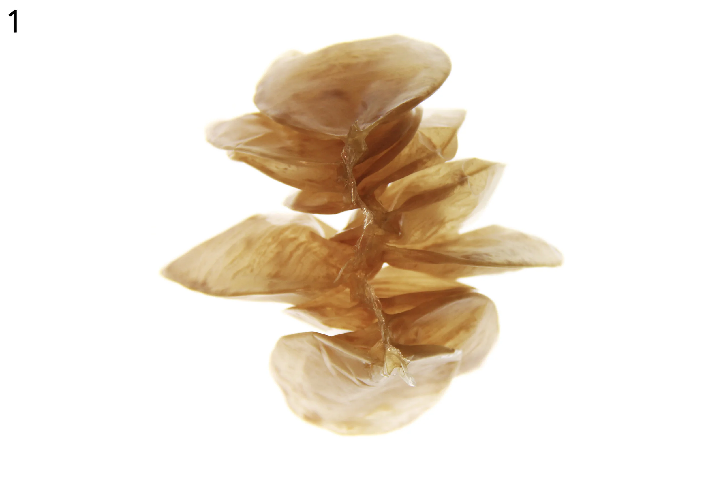 01. Egg Cases of Pleuroploca