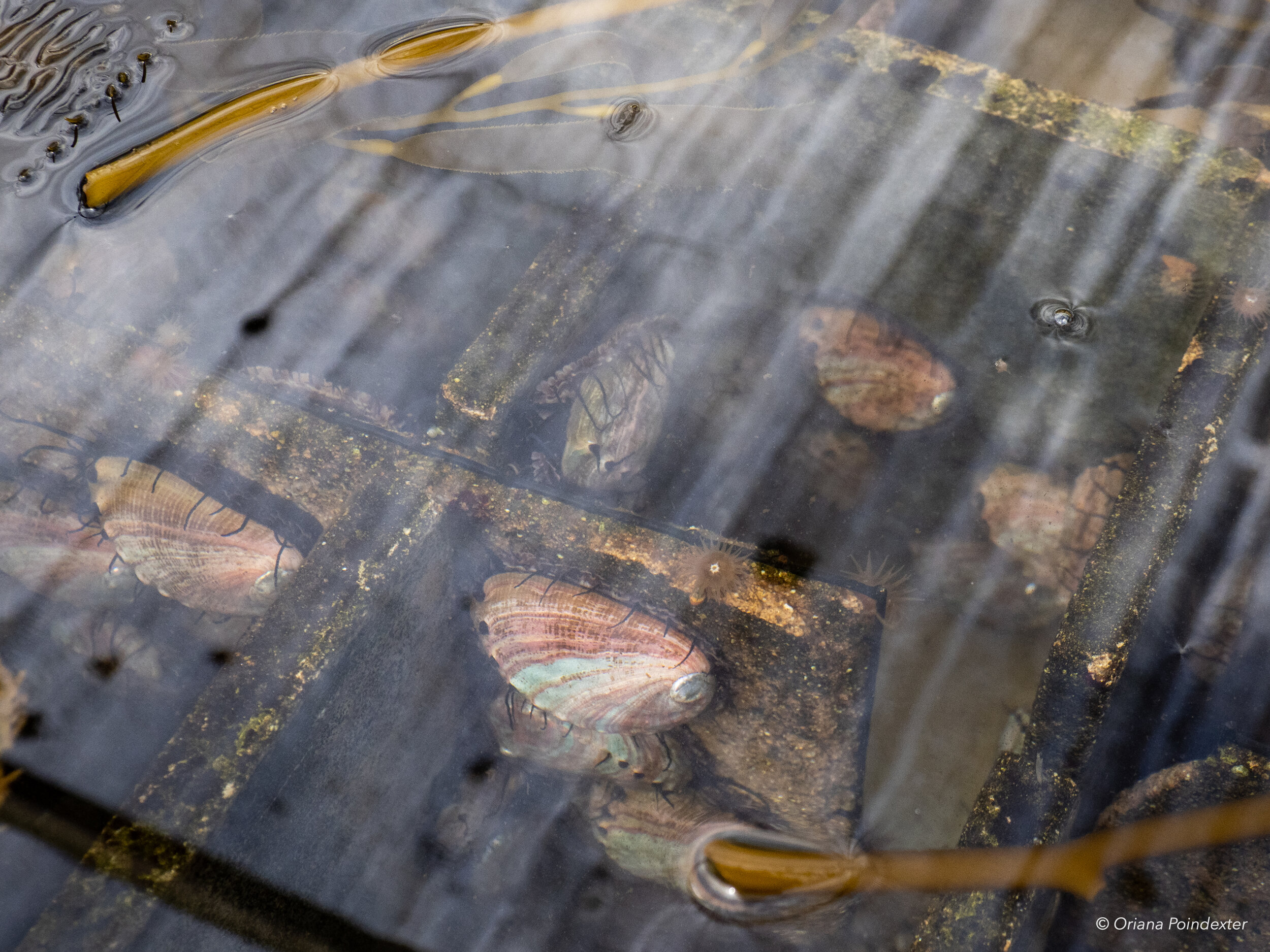 Red Abalone Aquaculture From Tank To Table At The Cultured Abalone Farm Oriana Poindexter