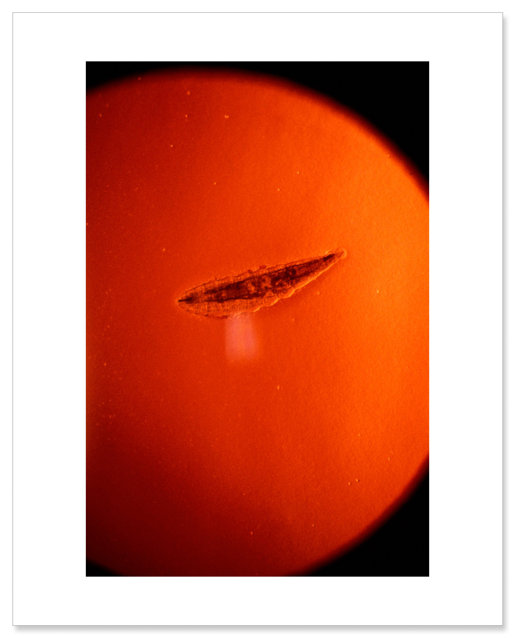 "Bot Fly Larvae" — Mark Maio