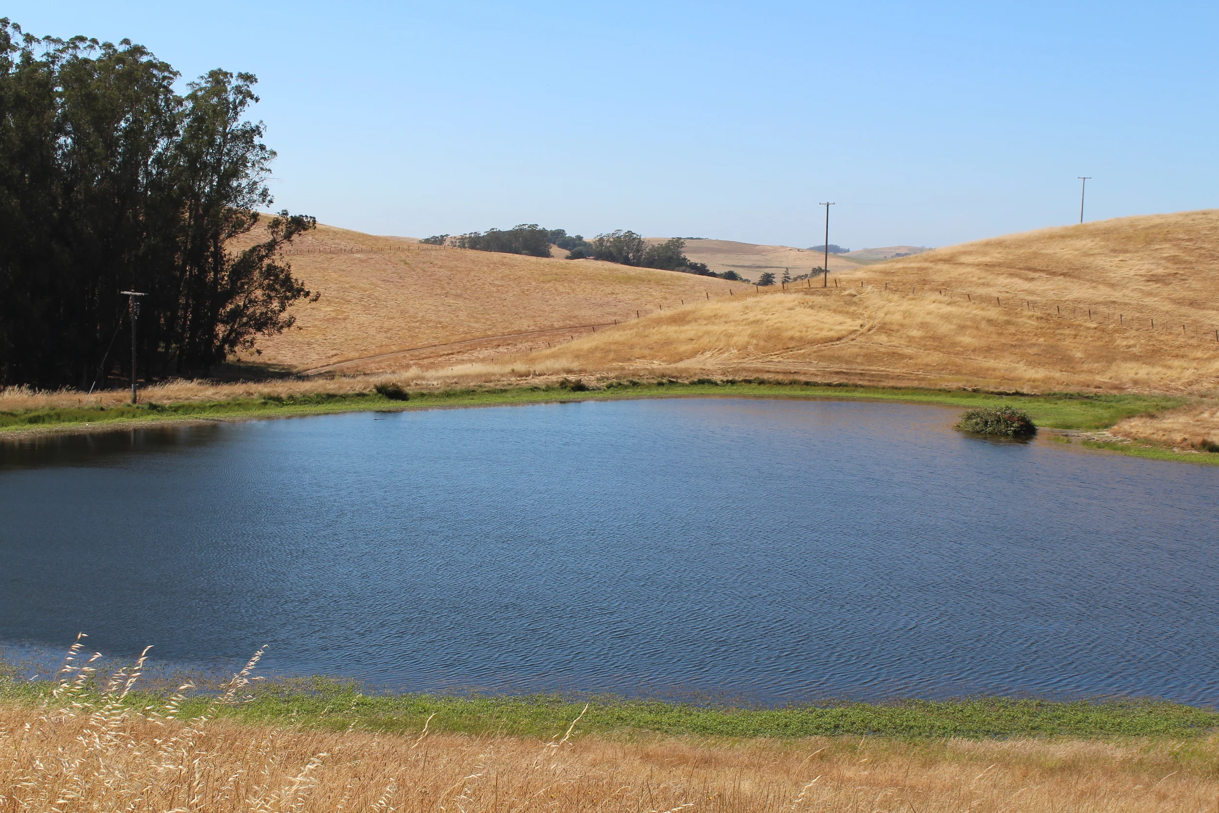 pond.jpg
