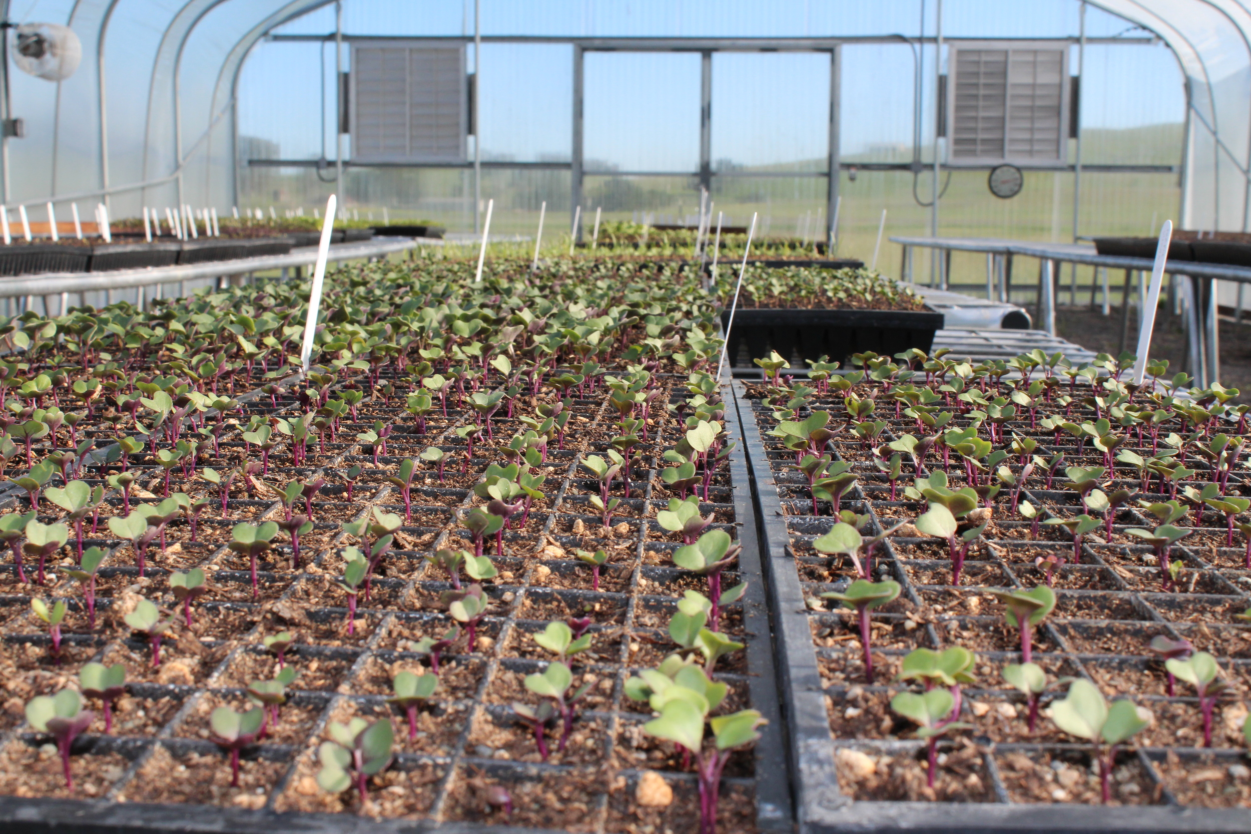 Seedlings in the greenhouse