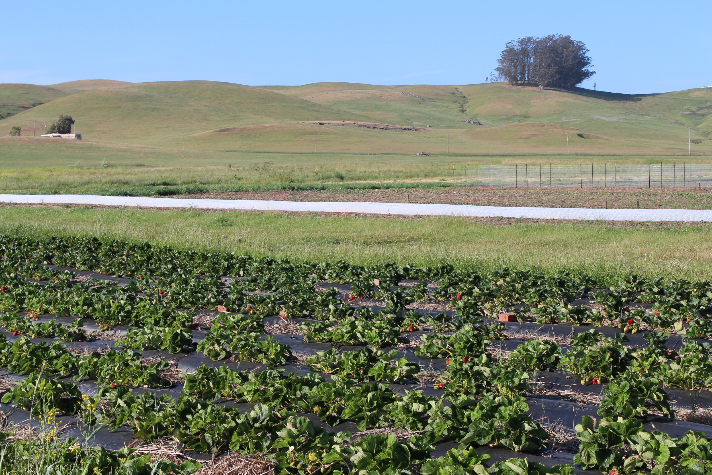 The growing fields with strawberries in the front.