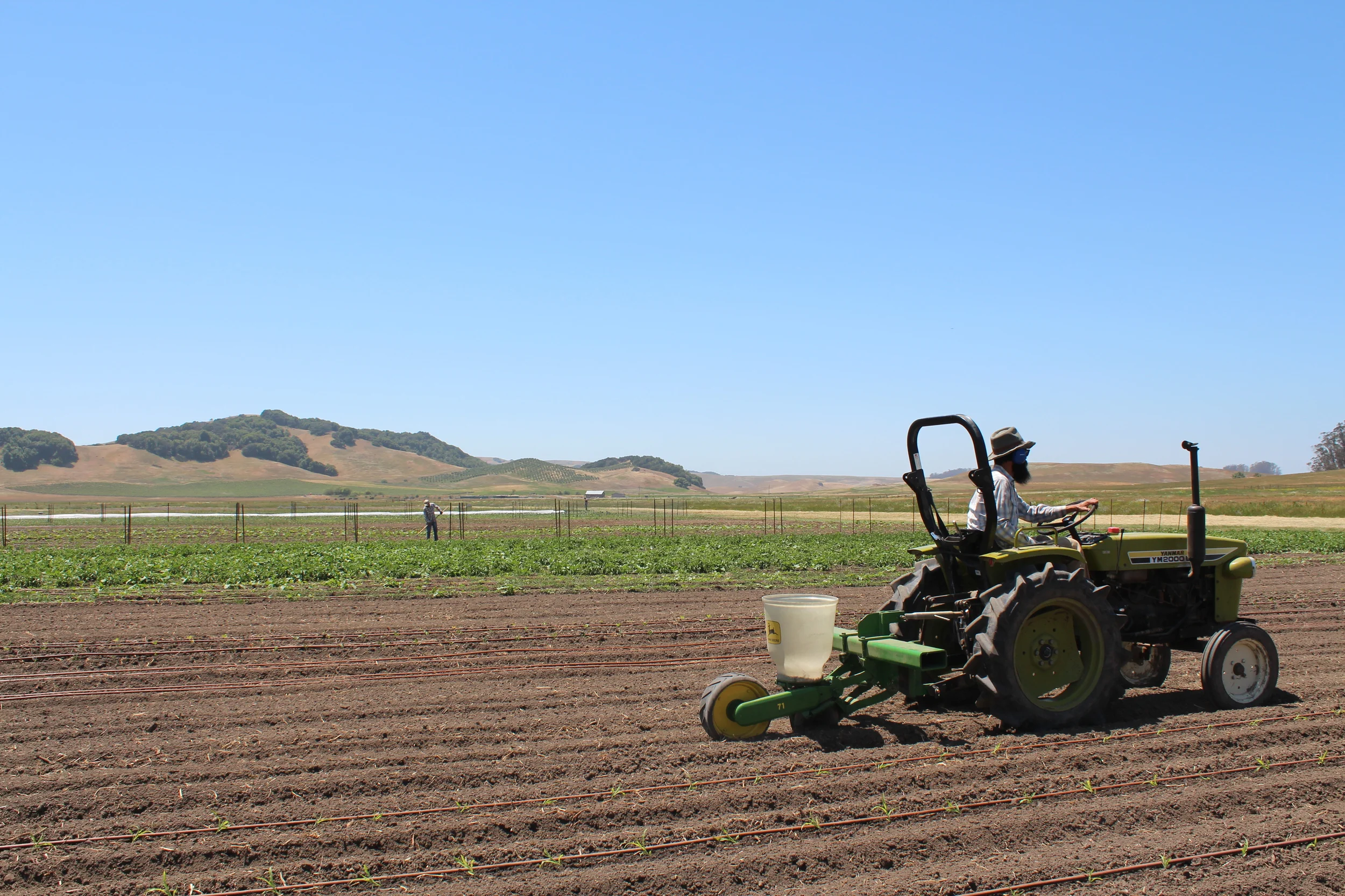 Jay seeding our second sowing of green beans with Jorge hoeing in the background.