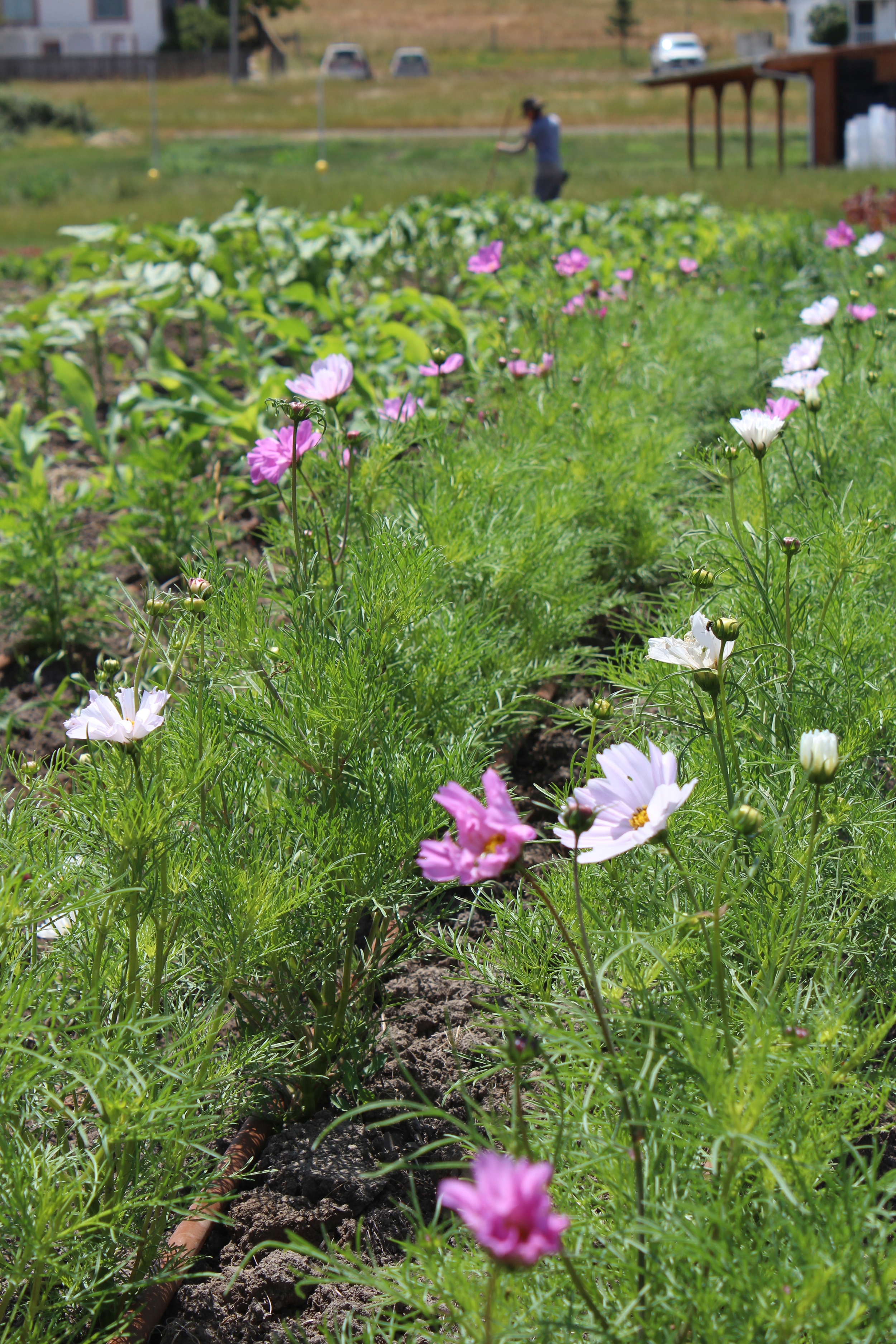 Young cosmos ready to be picked with Regina hoeing in the background.