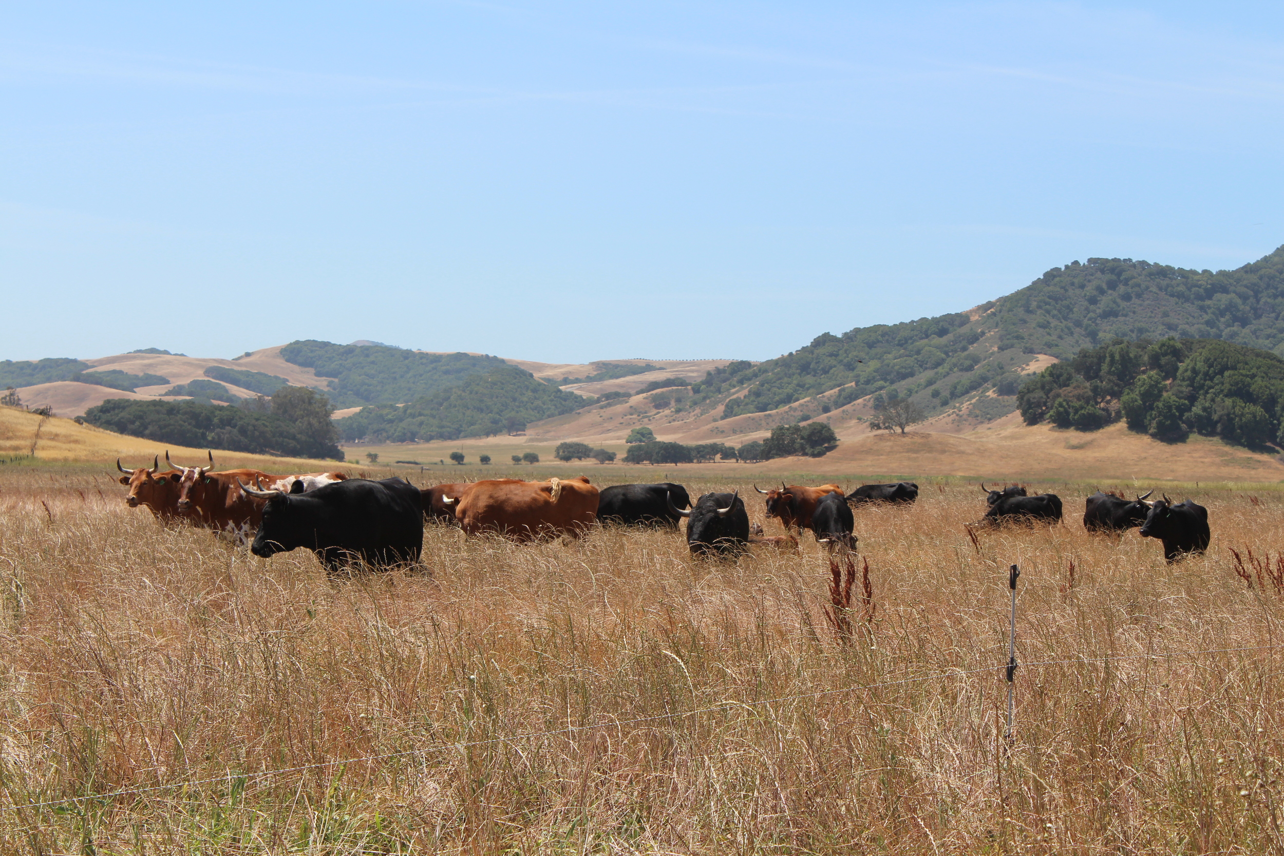 Roman and his cows in fresh grass.