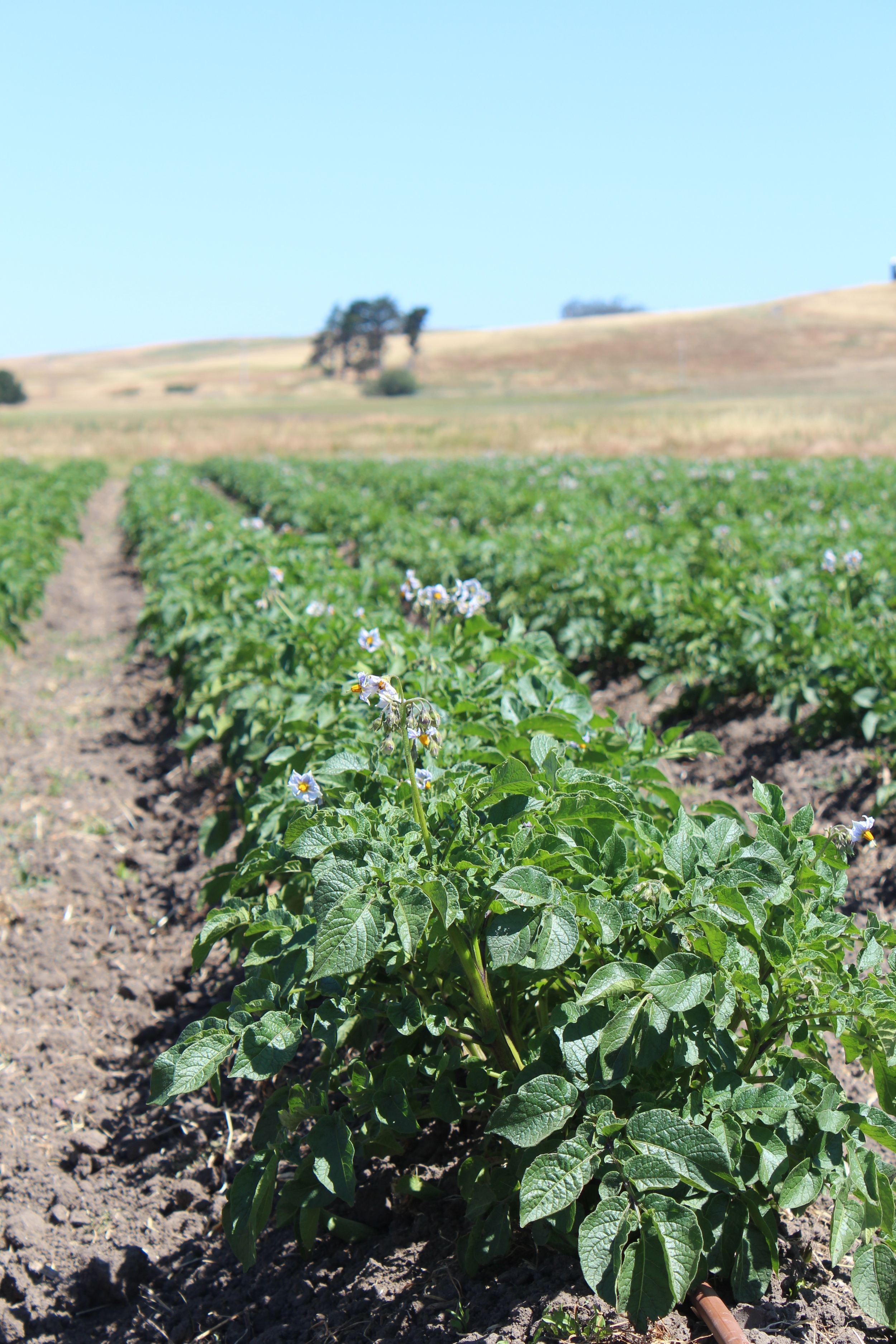 Potato plants in flower.