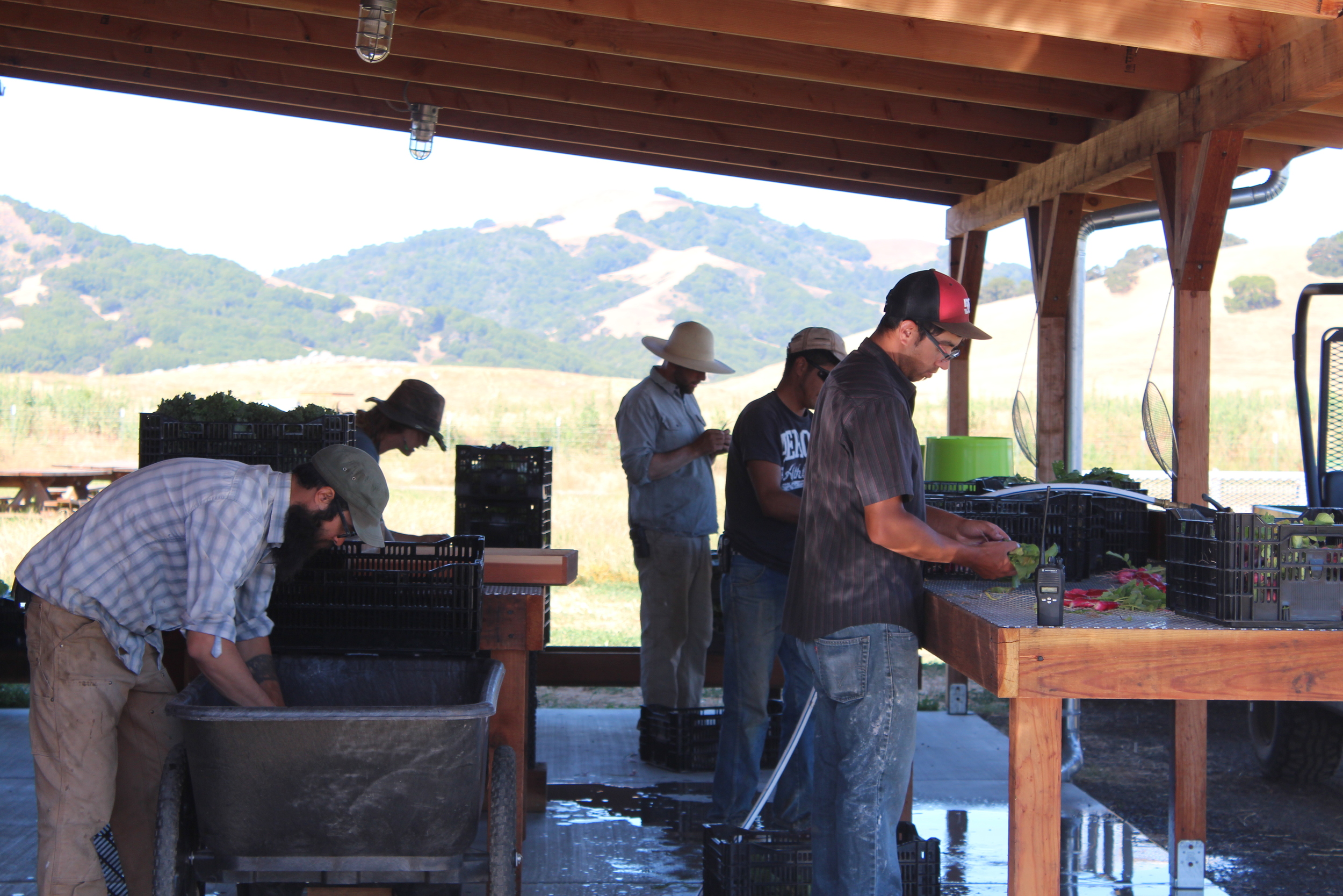 Everyone washing the produce.