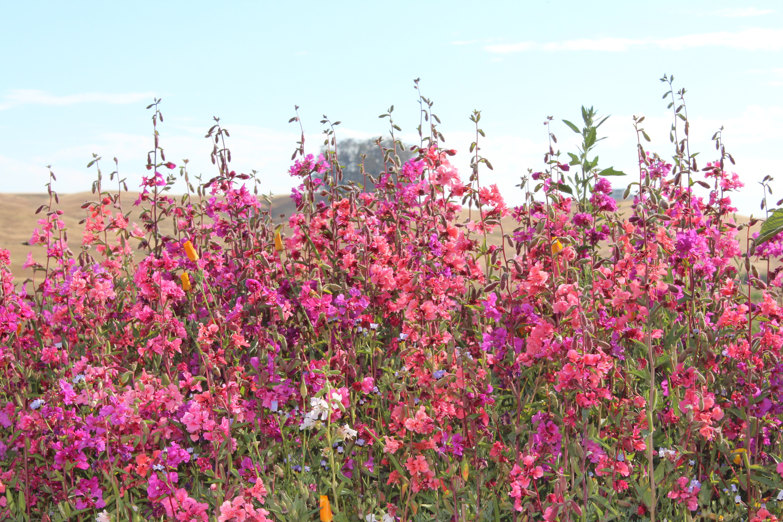 Clarkia in bloom.
