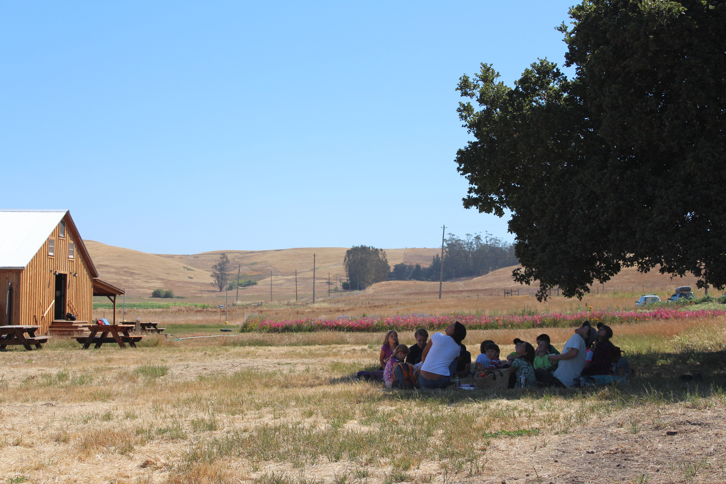 Green Heron Summer Camp observing a red tailed hawk during their morning circle.