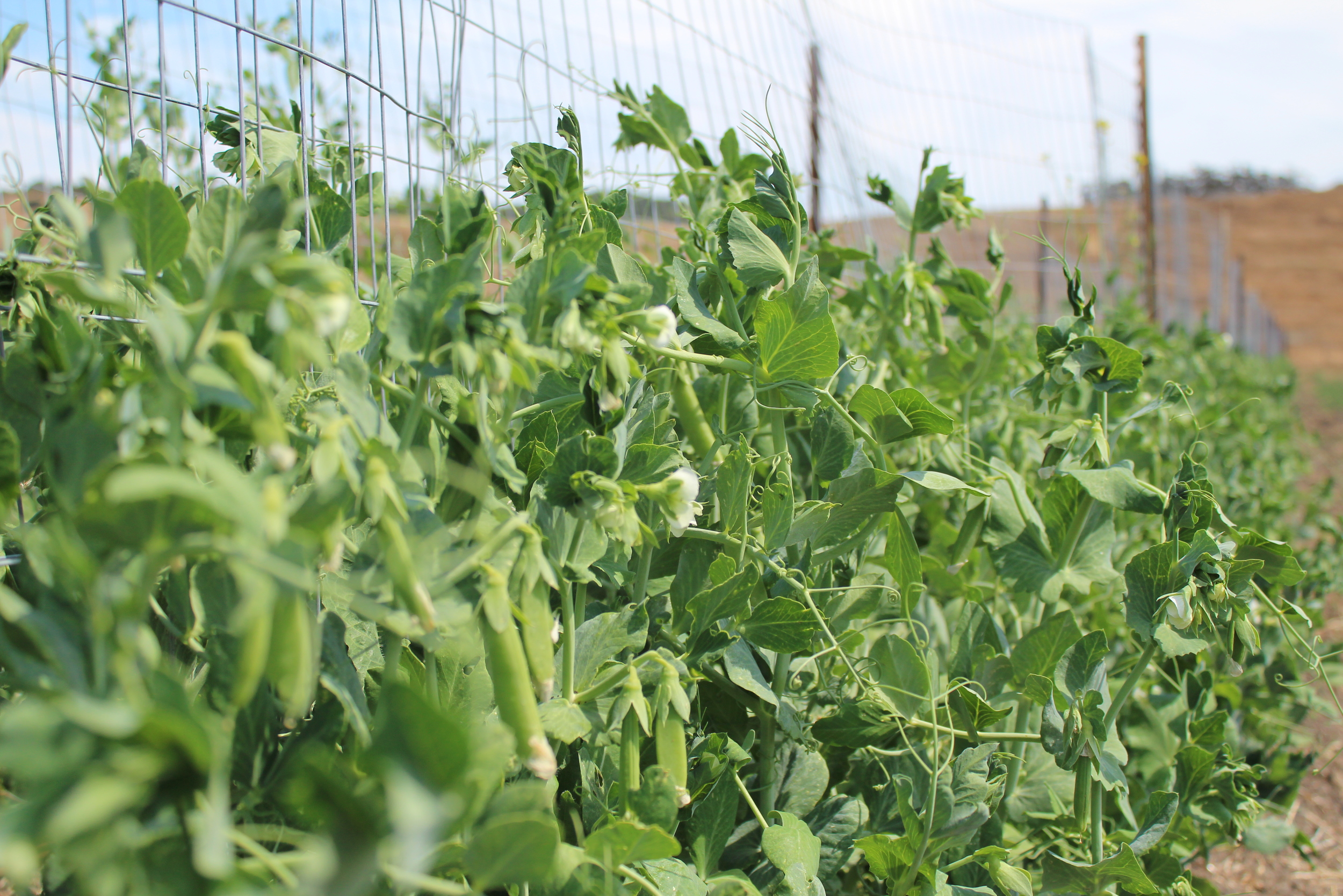 Snap peas!