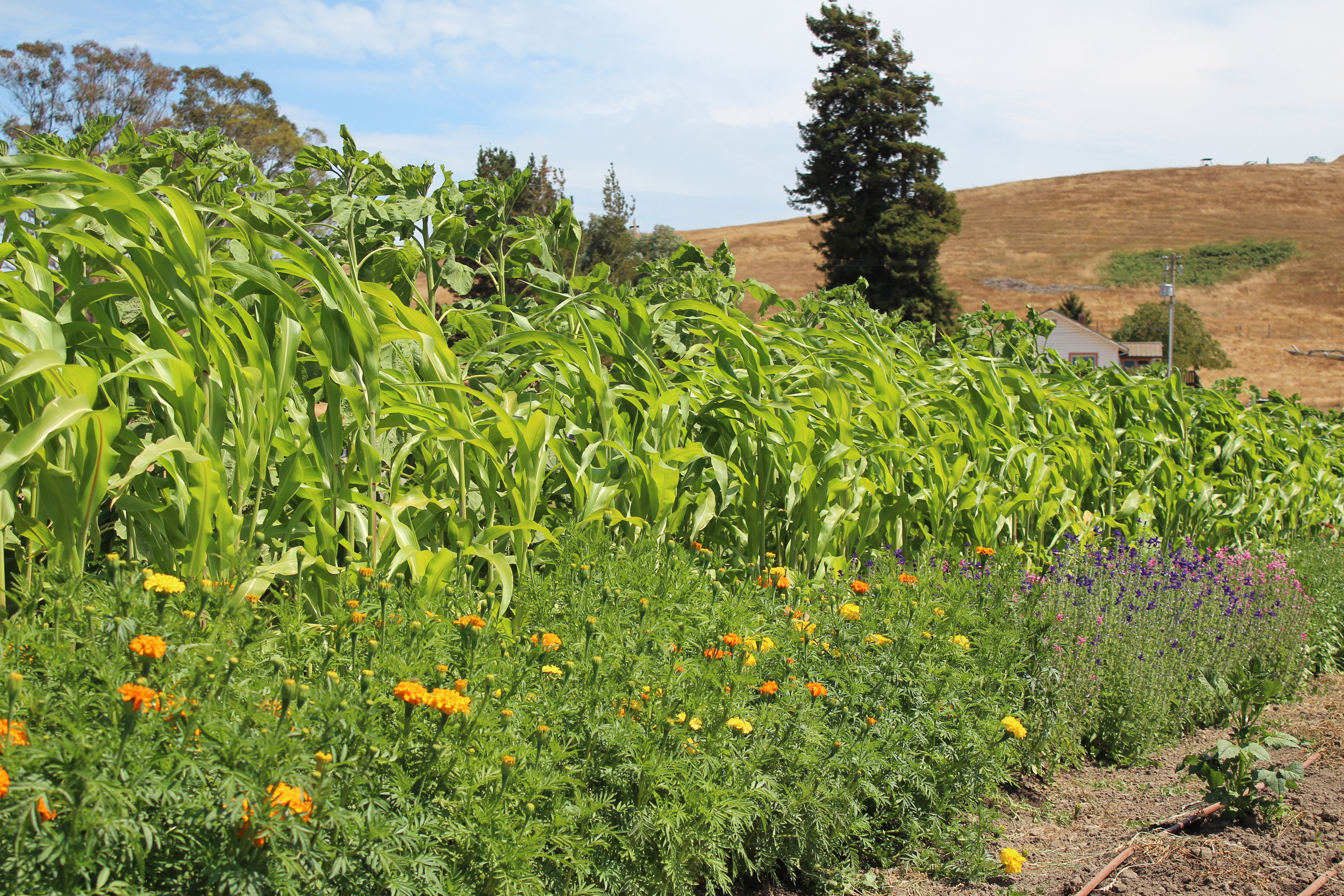 The towering sunflowers and broom corn
