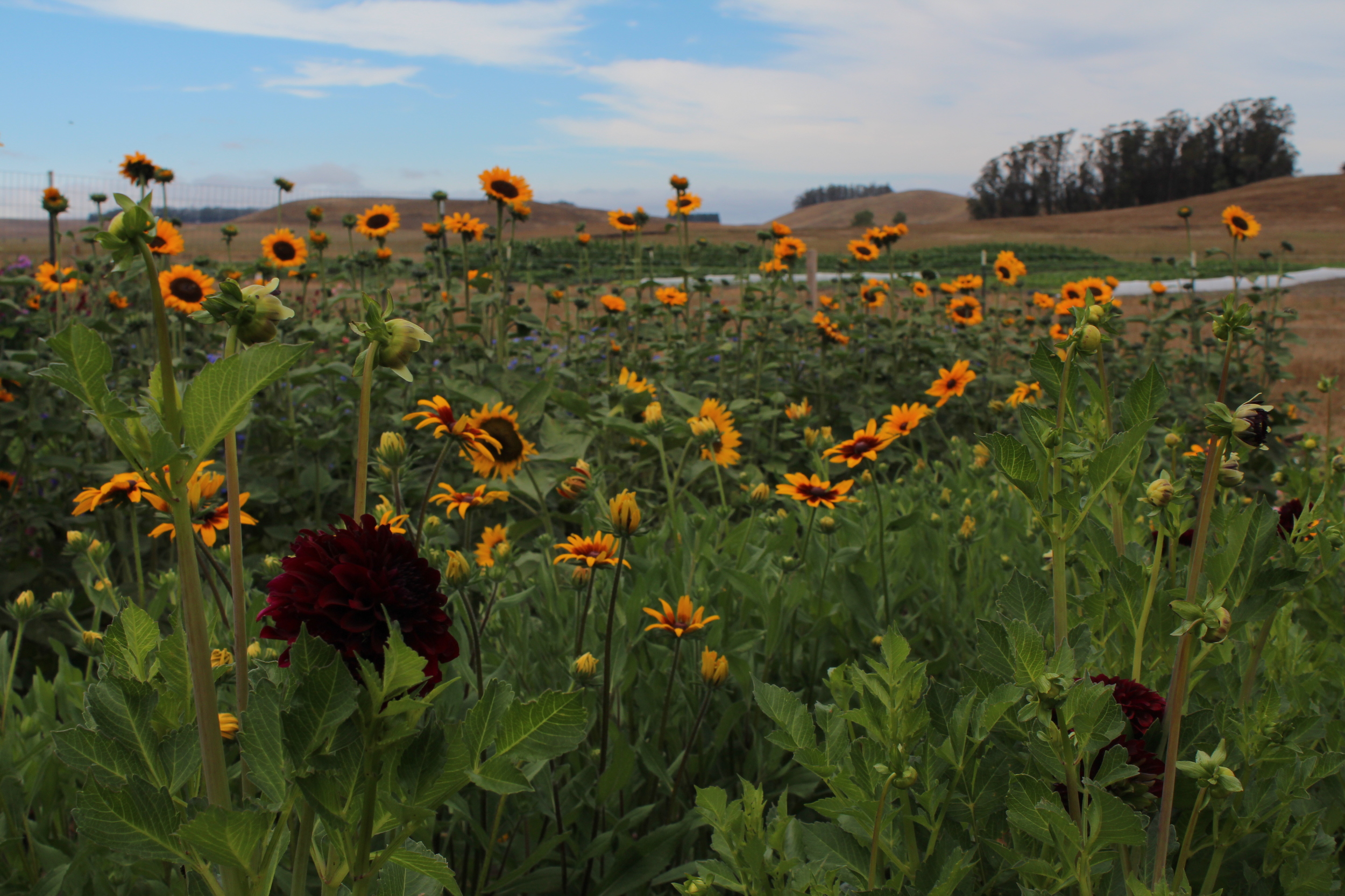Dahlias, rudbekias, and sunflowers.