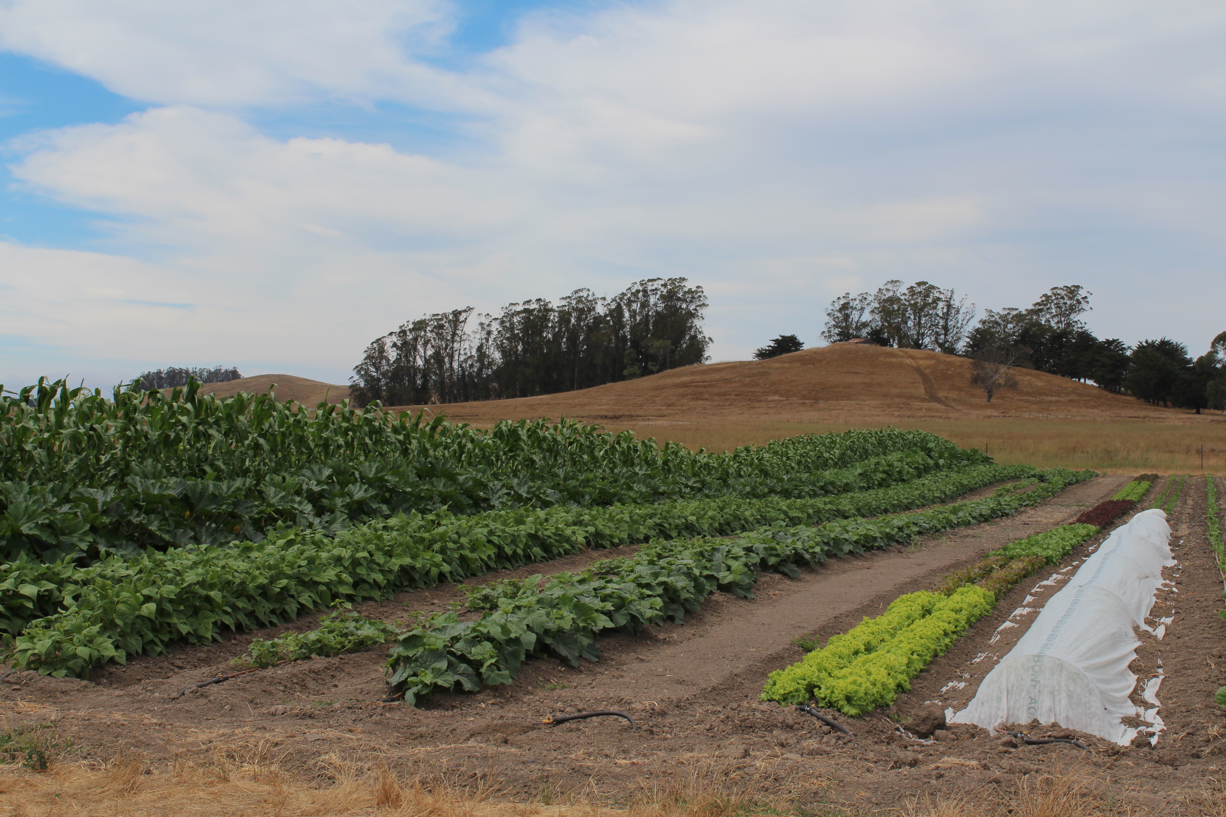 Clean rows in the field.